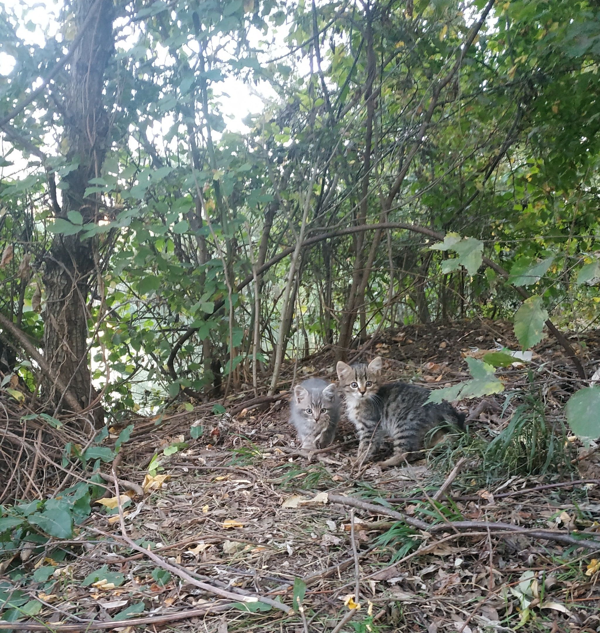 Three kittens abandoned in a Krasnodar park are looking for a home - My, Krasnodar, Animal shelter, Shelter, Kittens, Video, Longpost, cat, In good hands, No rating