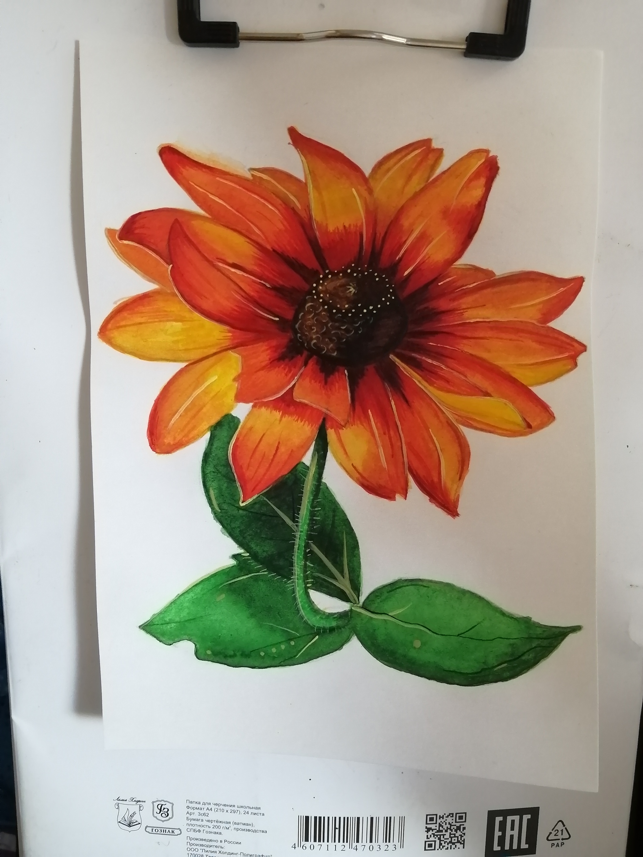 Rudbeckia - My, Rudbeckia, Watercolor, Longpost