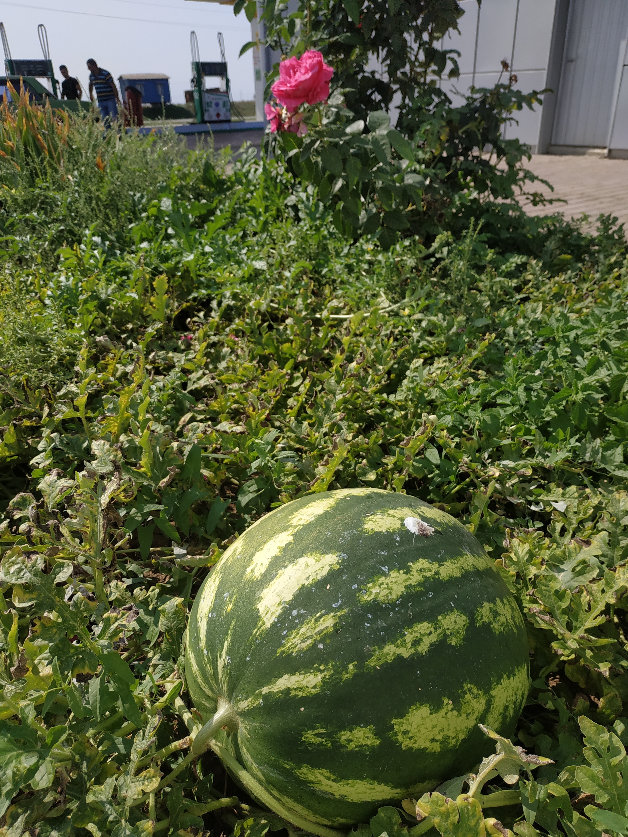 Watermelon at a gas station - My, Crimea, Watermelon