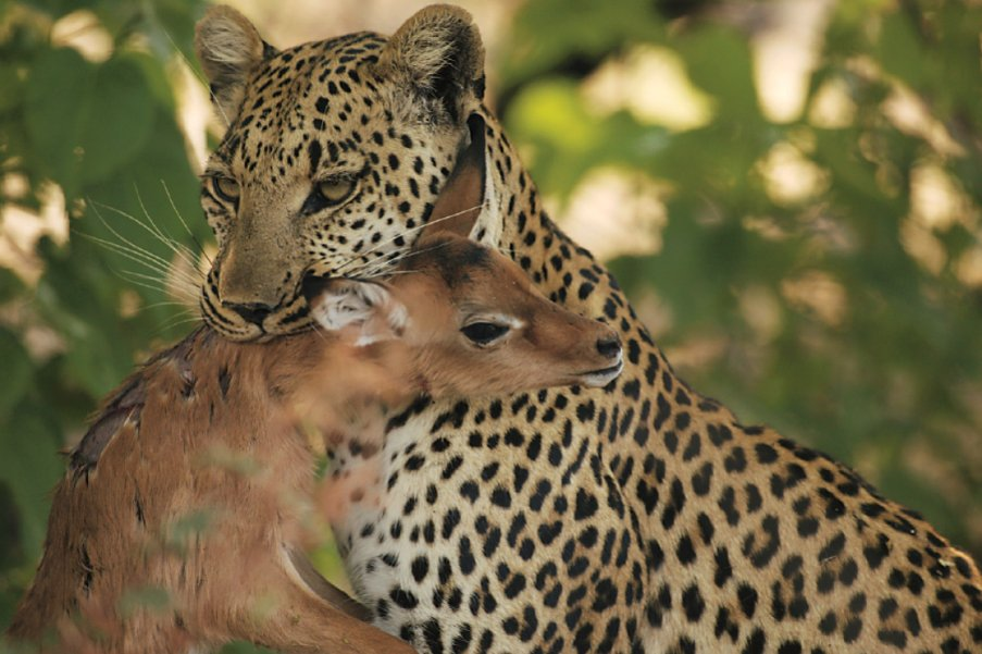 Ungrateful daughter) - Leopard, Young, Upbringing, Big cats, Wild animals, Africa, Botswana, The national geographic, Longpost