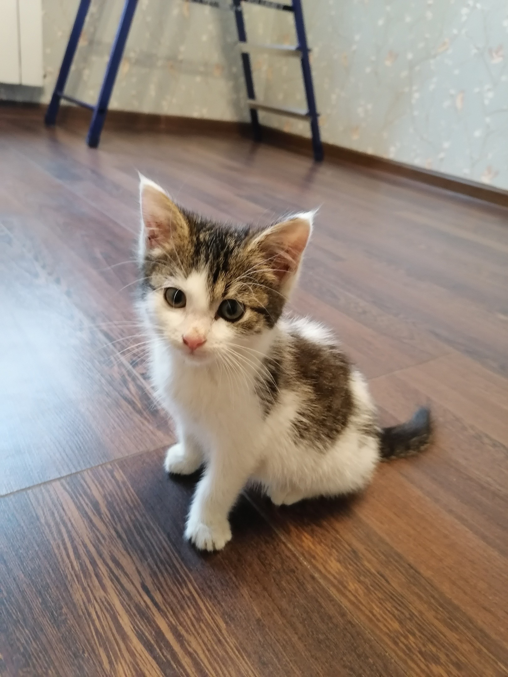 Continuation of the post “Take me home, please...” - My, In good hands, Saint Petersburg, Leningrad region, Help, cat, Kittens, Homeless animals, Pets, Animals, Lost, Foundling, Video, Reply to post, Longpost