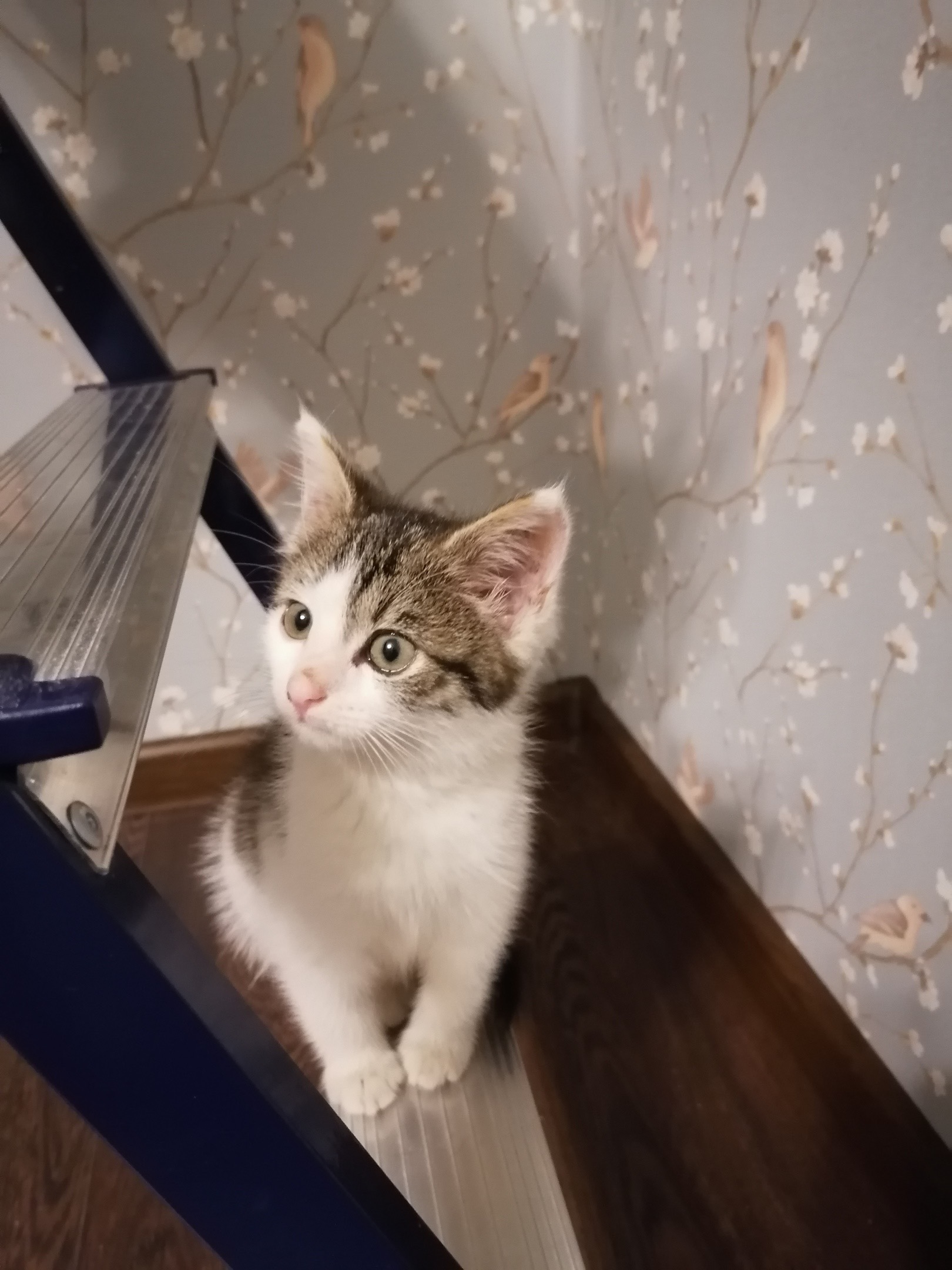 Continuation of the post “Take me home, please...” - My, In good hands, Saint Petersburg, Leningrad region, Help, cat, Kittens, Homeless animals, Pets, Animals, Lost, Foundling, Video, Reply to post, Longpost