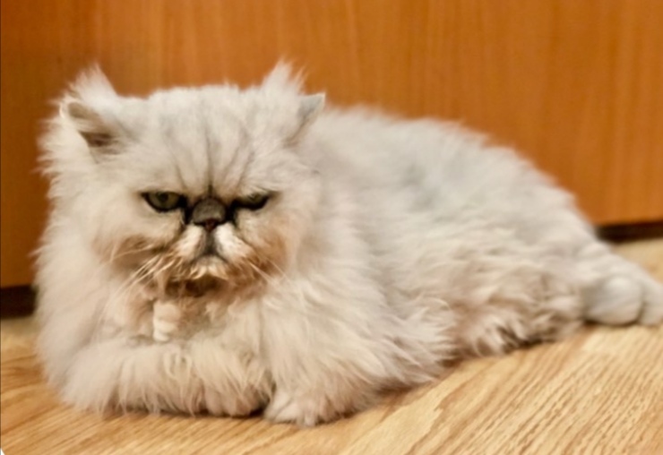 Persian cat looking for a home - Moscow, Moscow region, cat, Animal shelter, Milota, Good league, In good hands, No rating