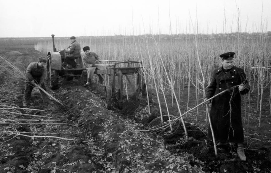 Why were poplars planted everywhere in the Soviet Union? - the USSR, Town, Longpost, Poplar