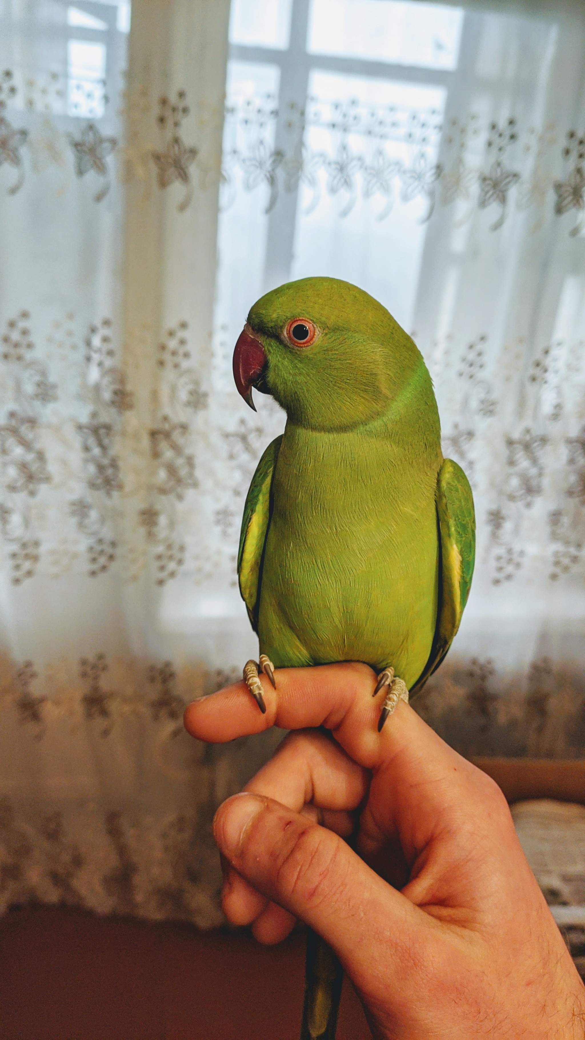 My necklace parrots - My, Necklace parrot, A parrot, Pets, The photo, Video, Longpost