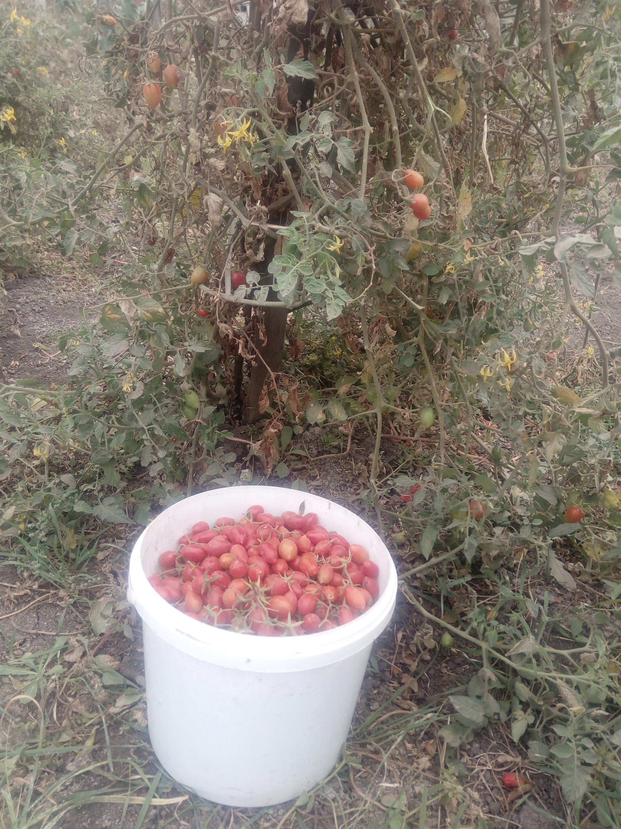 Azov region. Second ten days of October... - My, Azov, October, Harvest, Mood, Longpost