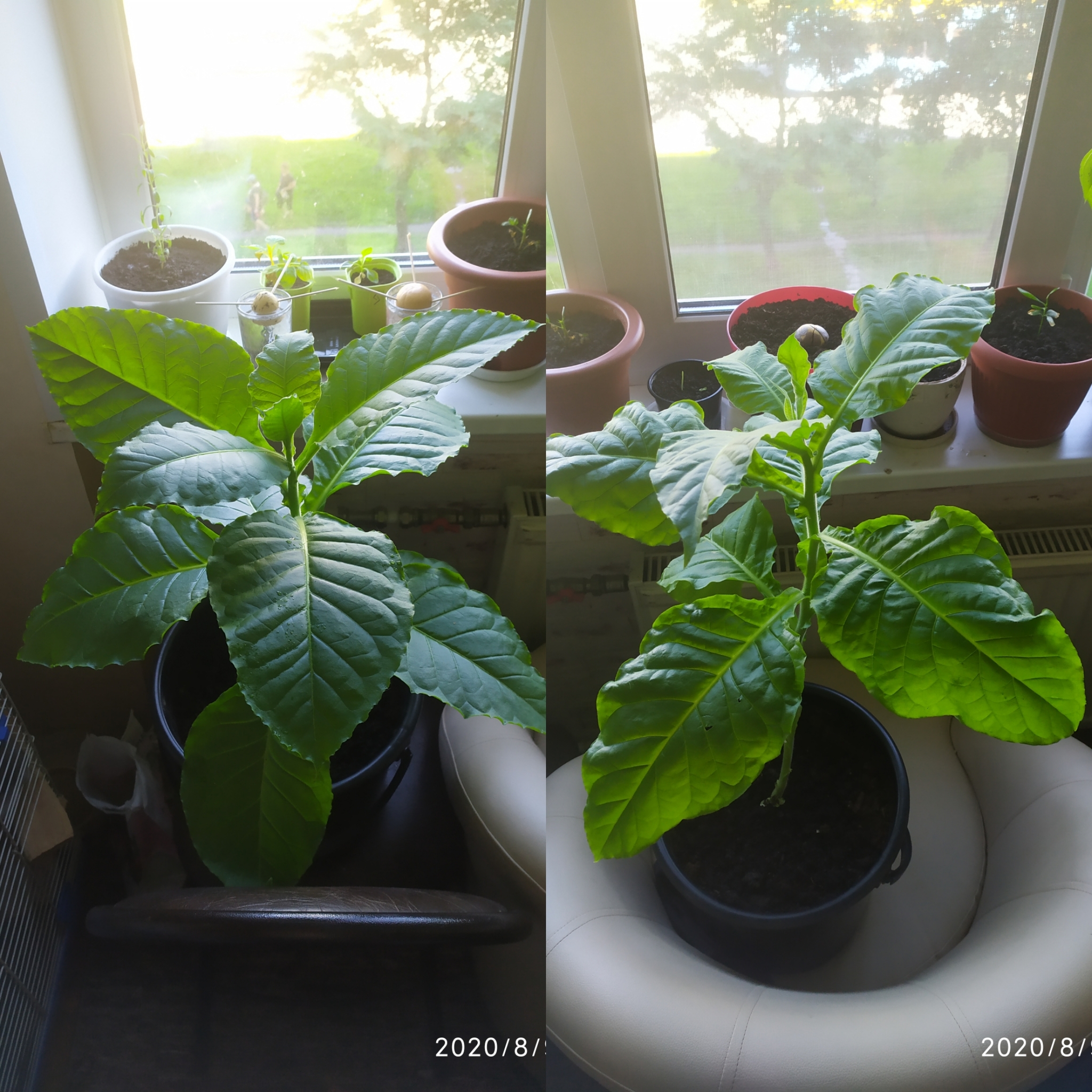 Growing tobacco on the windowsill - My, Growing, Vegetable garden on the windowsill, Fertilizers, Tobacco, Idea for home, Gardening, Houseplants, Longpost