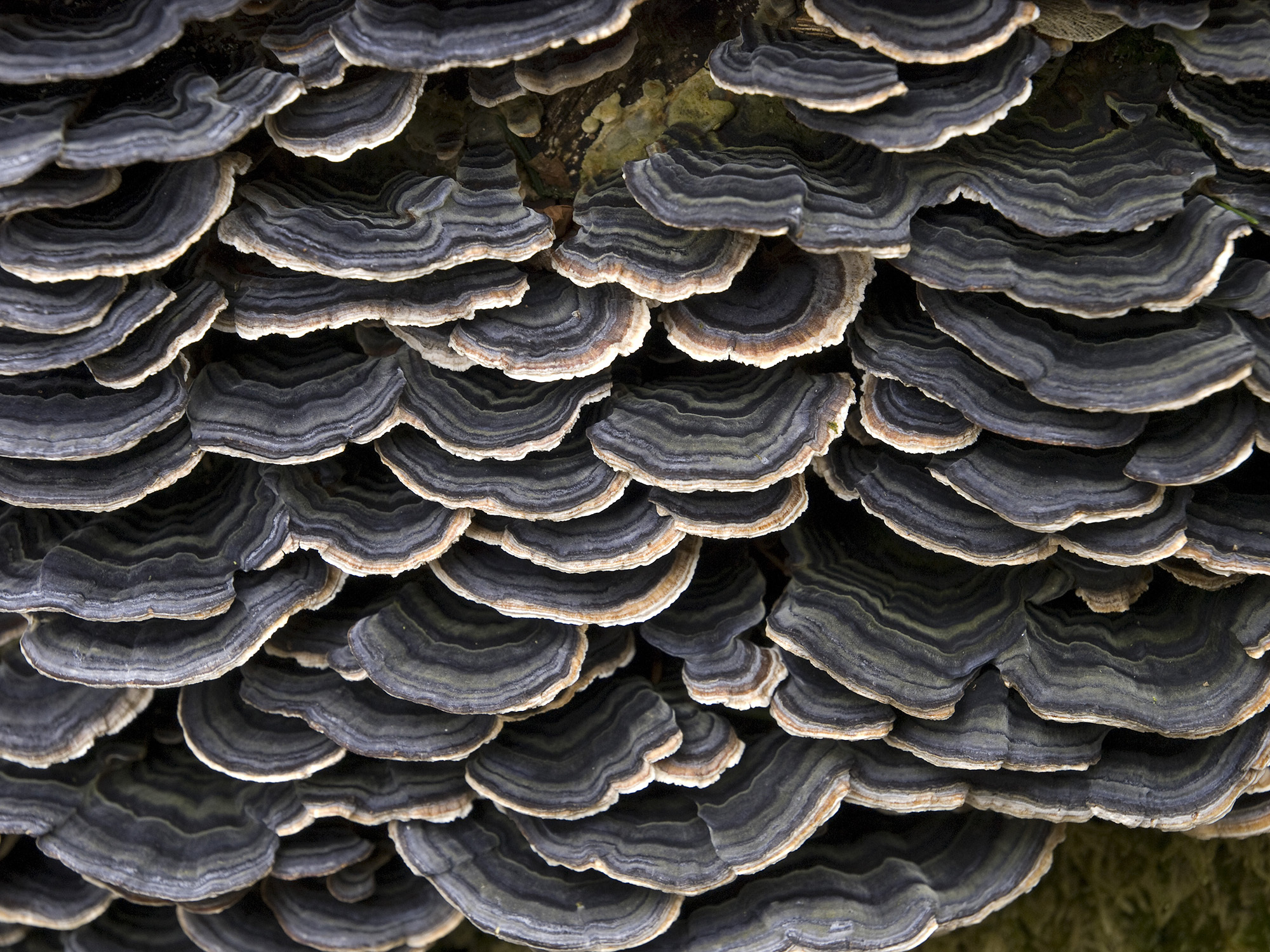 Medicinal mushrooms / Trametes Versicolor - Mushrooms, Mycology, Cancer and oncology, The medicine, Longpost