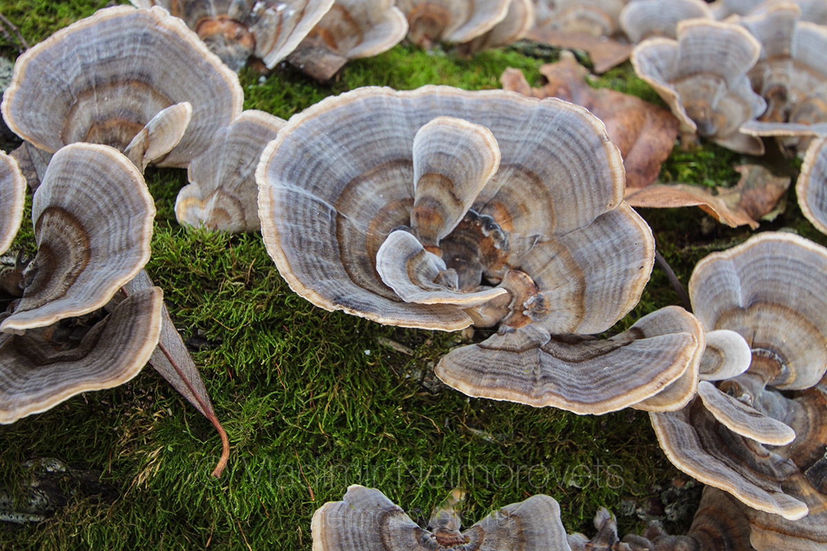 Medicinal mushrooms / Trametes Versicolor - Mushrooms, Mycology, Cancer and oncology, The medicine, Longpost