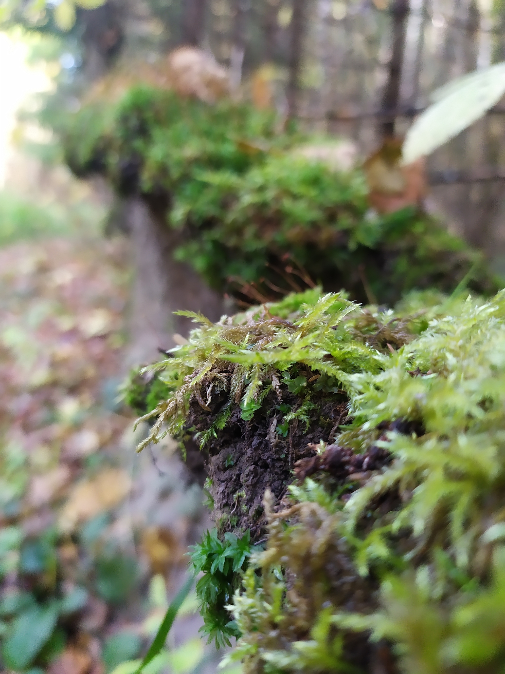 Urbanites in the forest - Forest, Mushrooms, Jay, Ezhovik, Honey mushrooms, Champignon, Autumn, Longpost