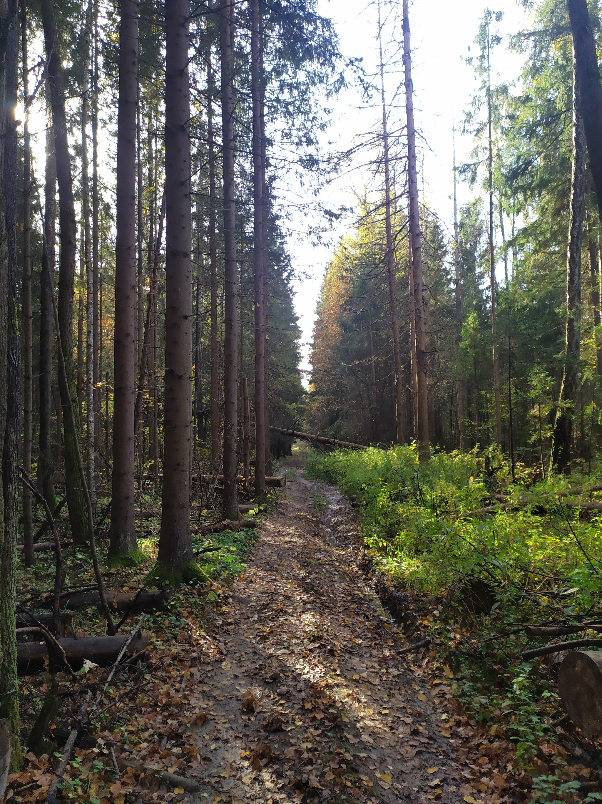 Urbanites in the forest - Forest, Mushrooms, Jay, Ezhovik, Honey mushrooms, Champignon, Autumn, Longpost