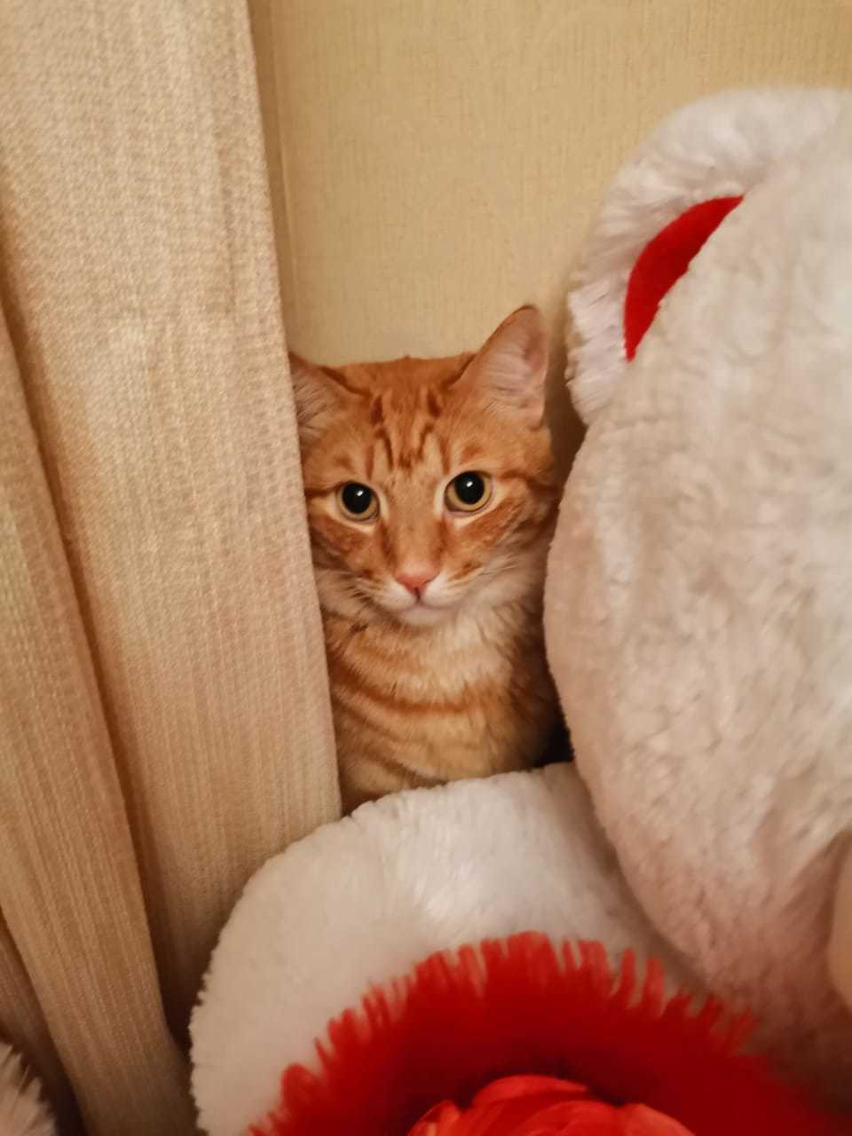 Go away. I'm hiding here - My, cat, Birthday, Redheads