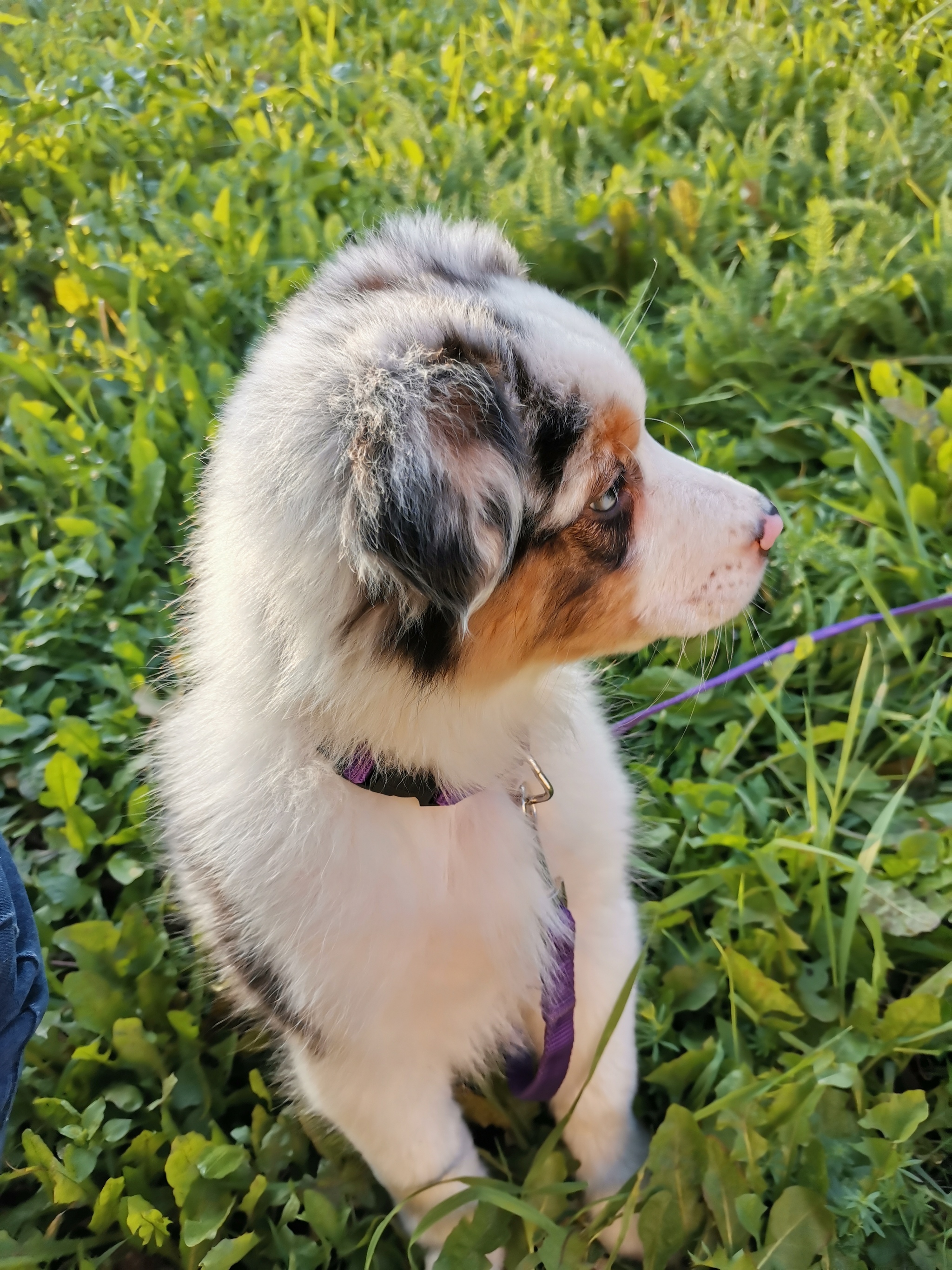 Ciri - My, Australian shepherd, Dog, Friend of human, Longpost