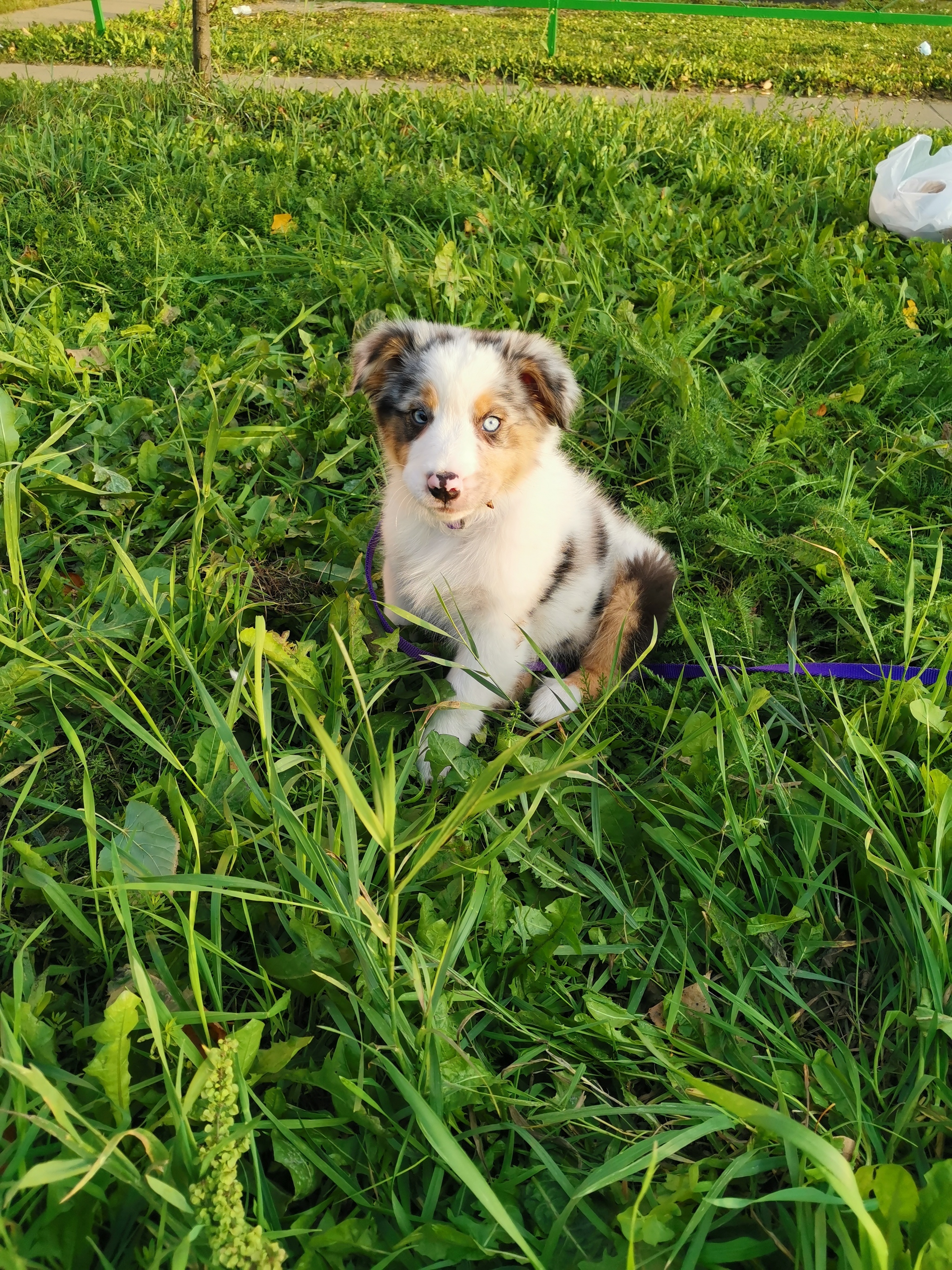 Ciri - My, Australian shepherd, Dog, Friend of human, Longpost