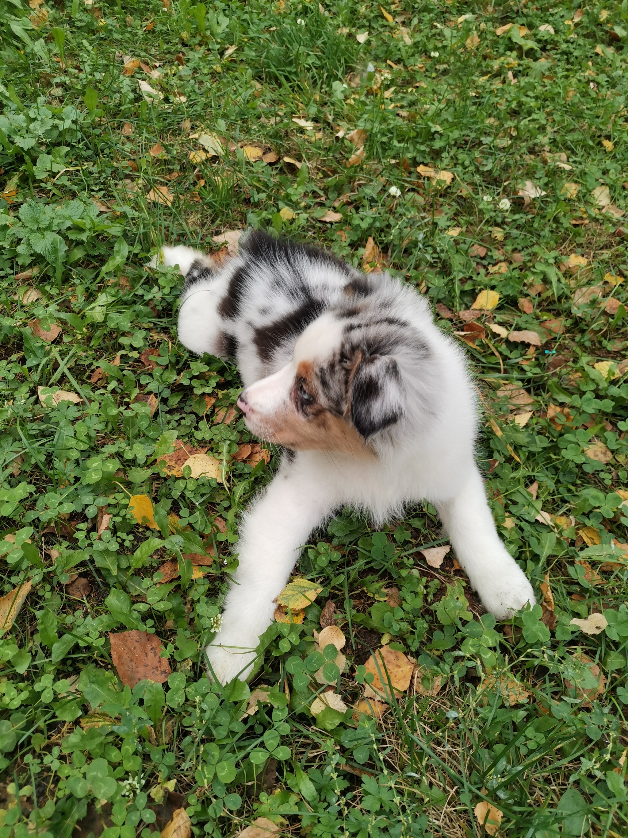 Ciri - My, Australian shepherd, Dog, Friend of human, Longpost