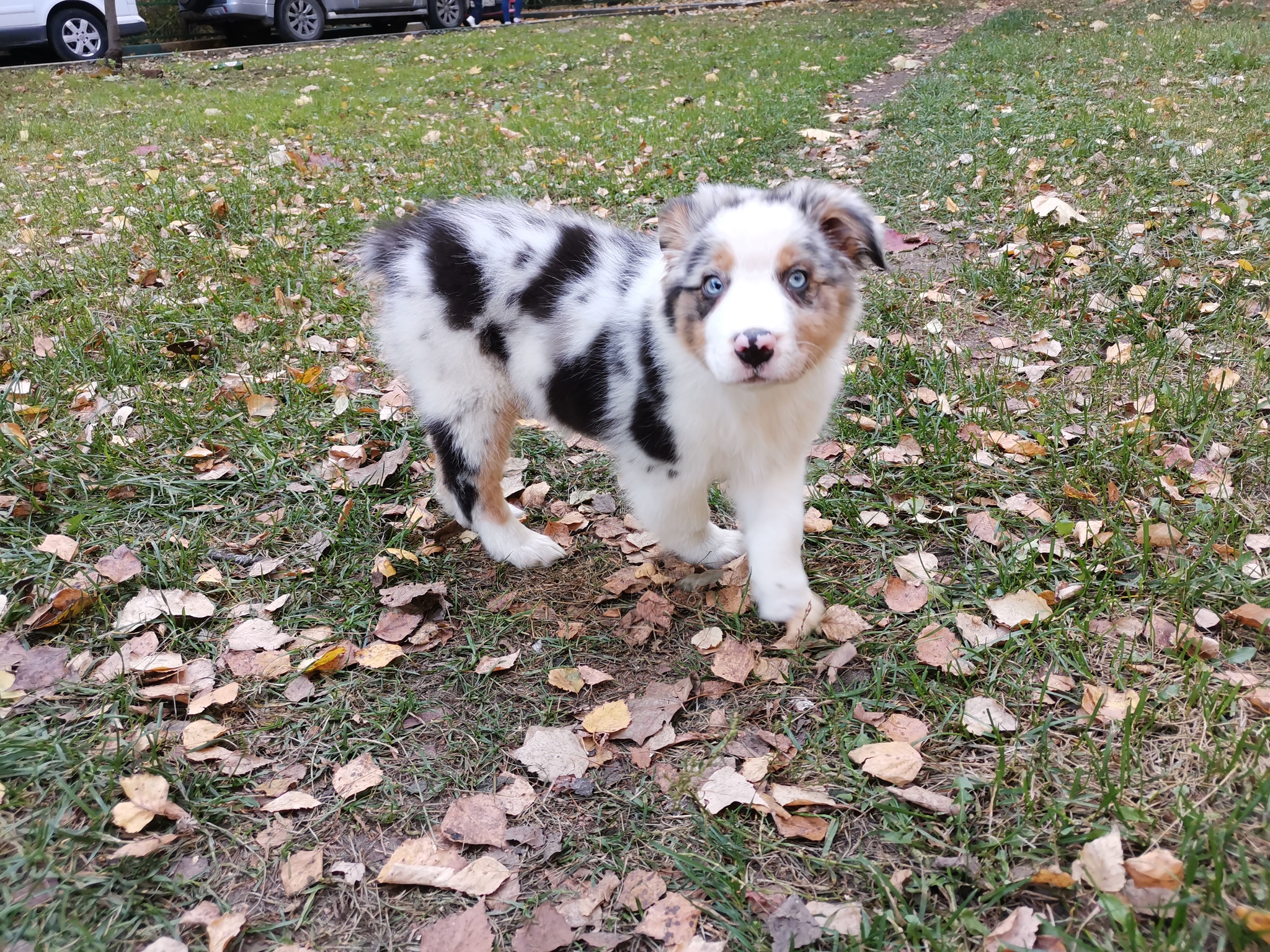 Ciri - My, Australian shepherd, Dog, Friend of human, Longpost