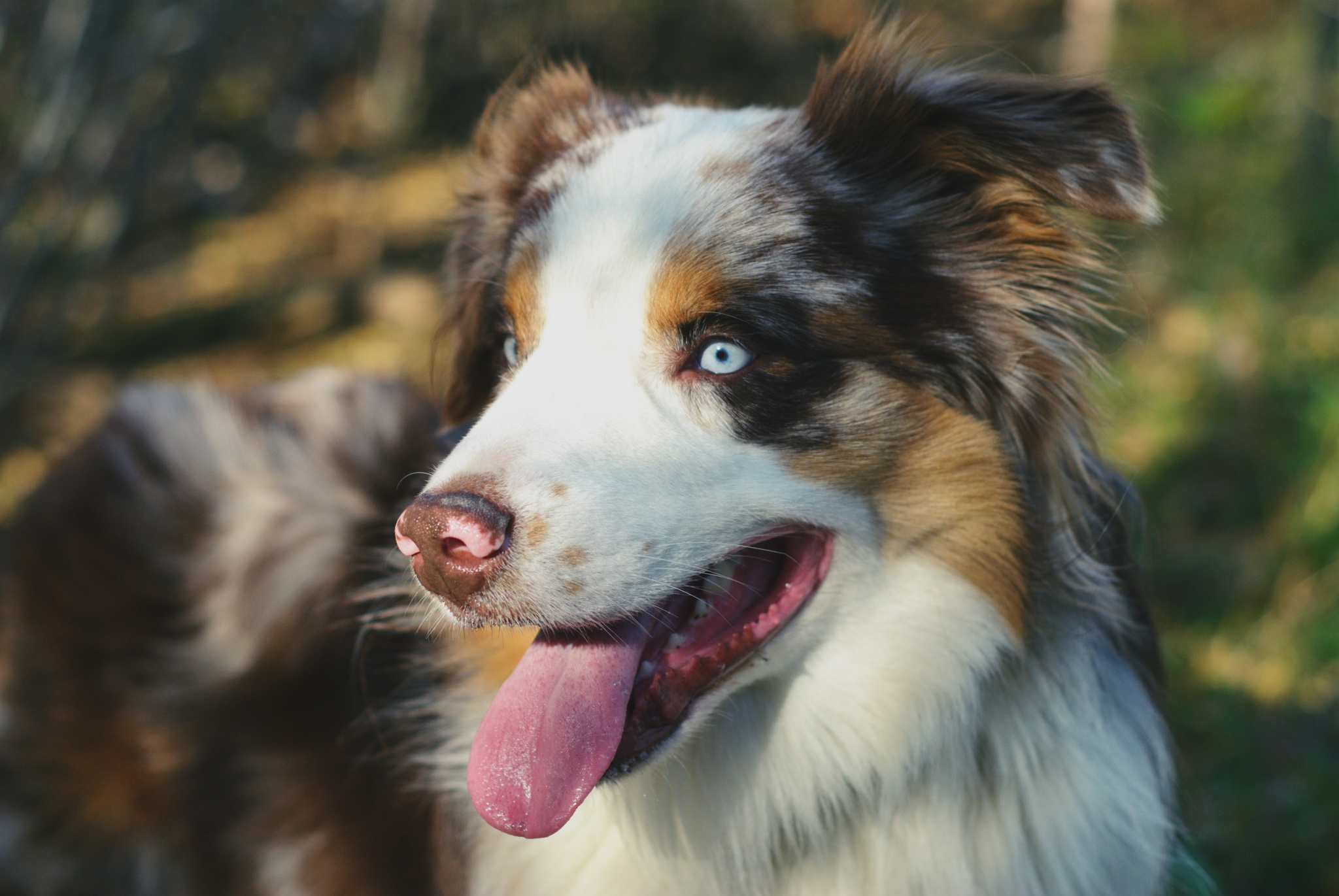 Aussie - My, The photo, Australian shepherd, Dog