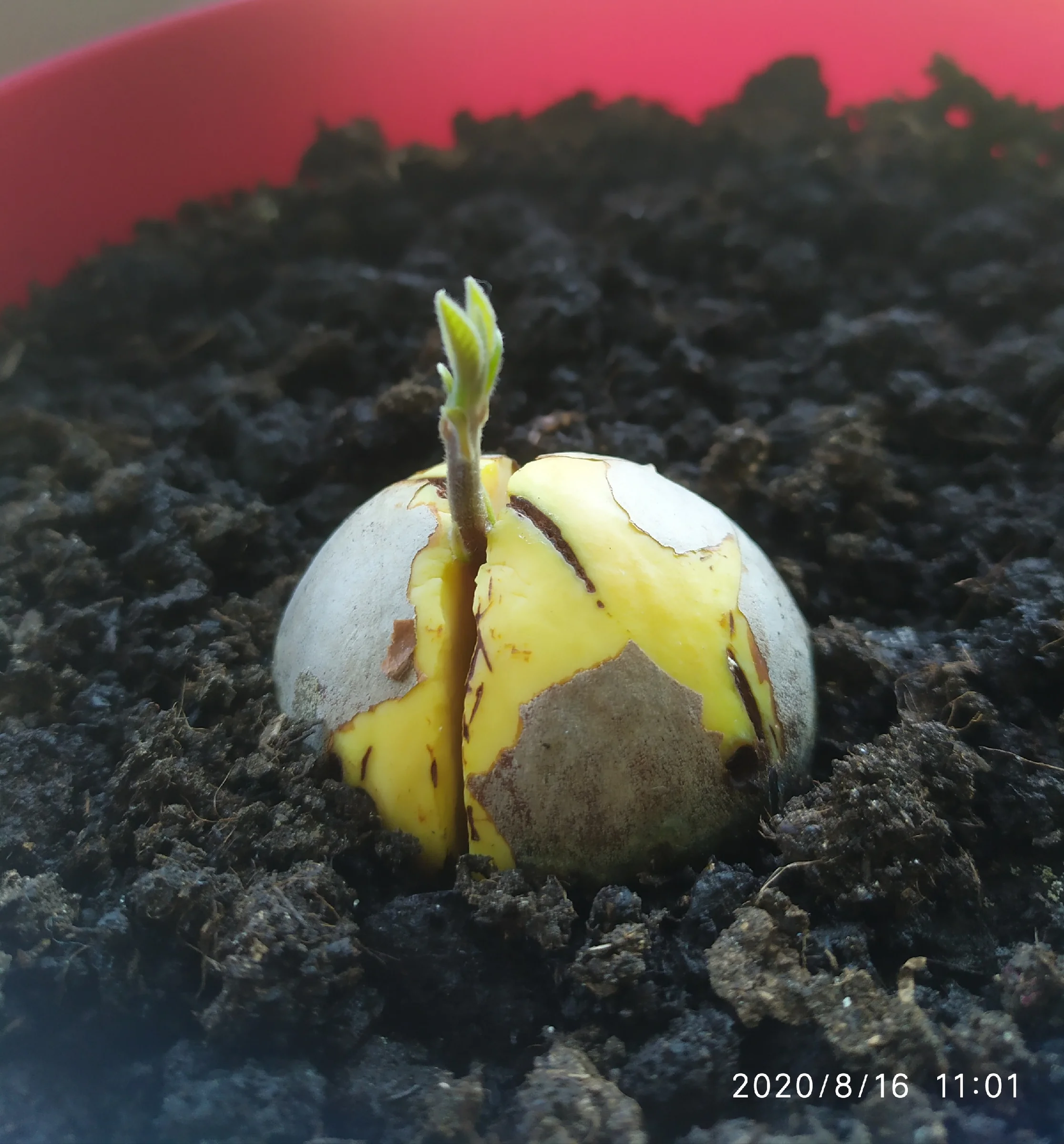 Growing avocado from a seed on a windowsill - My, Avocado, Growing, Idea for home, Houseplants, Vegetable garden on the windowsill, Fertilizers, Gardening, Longpost