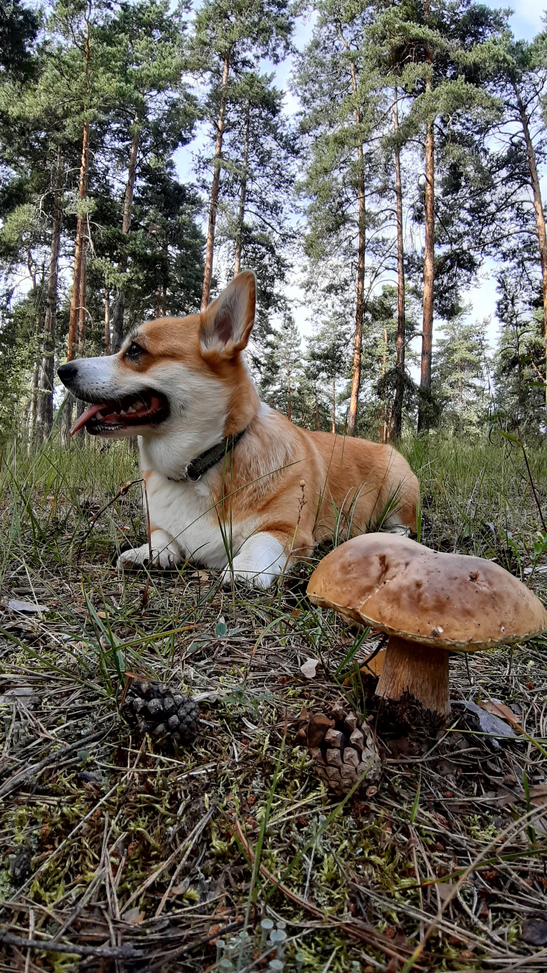 in autumn - My, Corgi, Dog, Walk in the woods, Welsh corgi pembroke, Pets, Video, Longpost