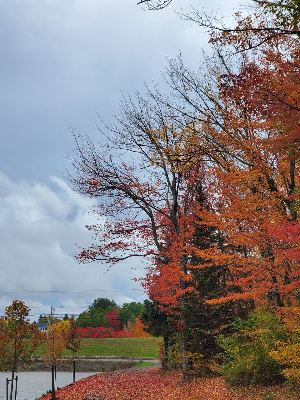 Autumn in Moncton, Canada - The photo, Canada, Nature, Autumn, beauty of nature, Longpost, Autumn leaves