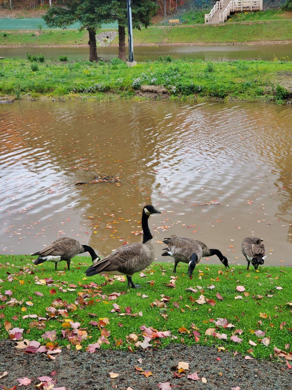 Autumn in Moncton, Canada - The photo, Canada, Nature, Autumn, beauty of nature, Longpost, Autumn leaves