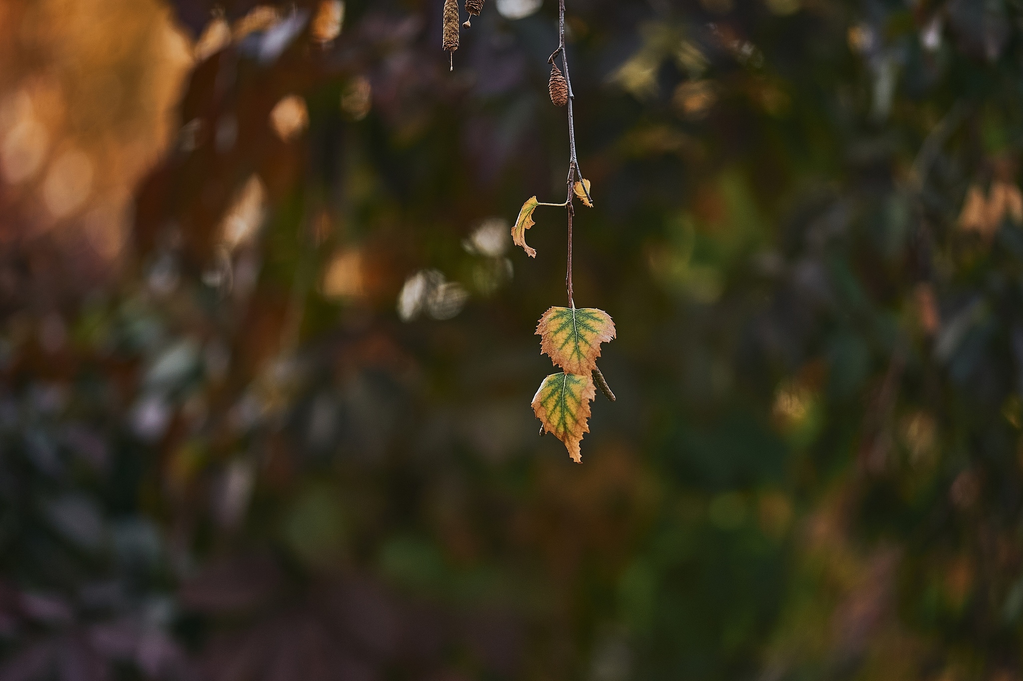 Autumn colors in detail - My, Nikon, The photo, Kazakhstan, Aksai, Autumn, Paints, Longpost