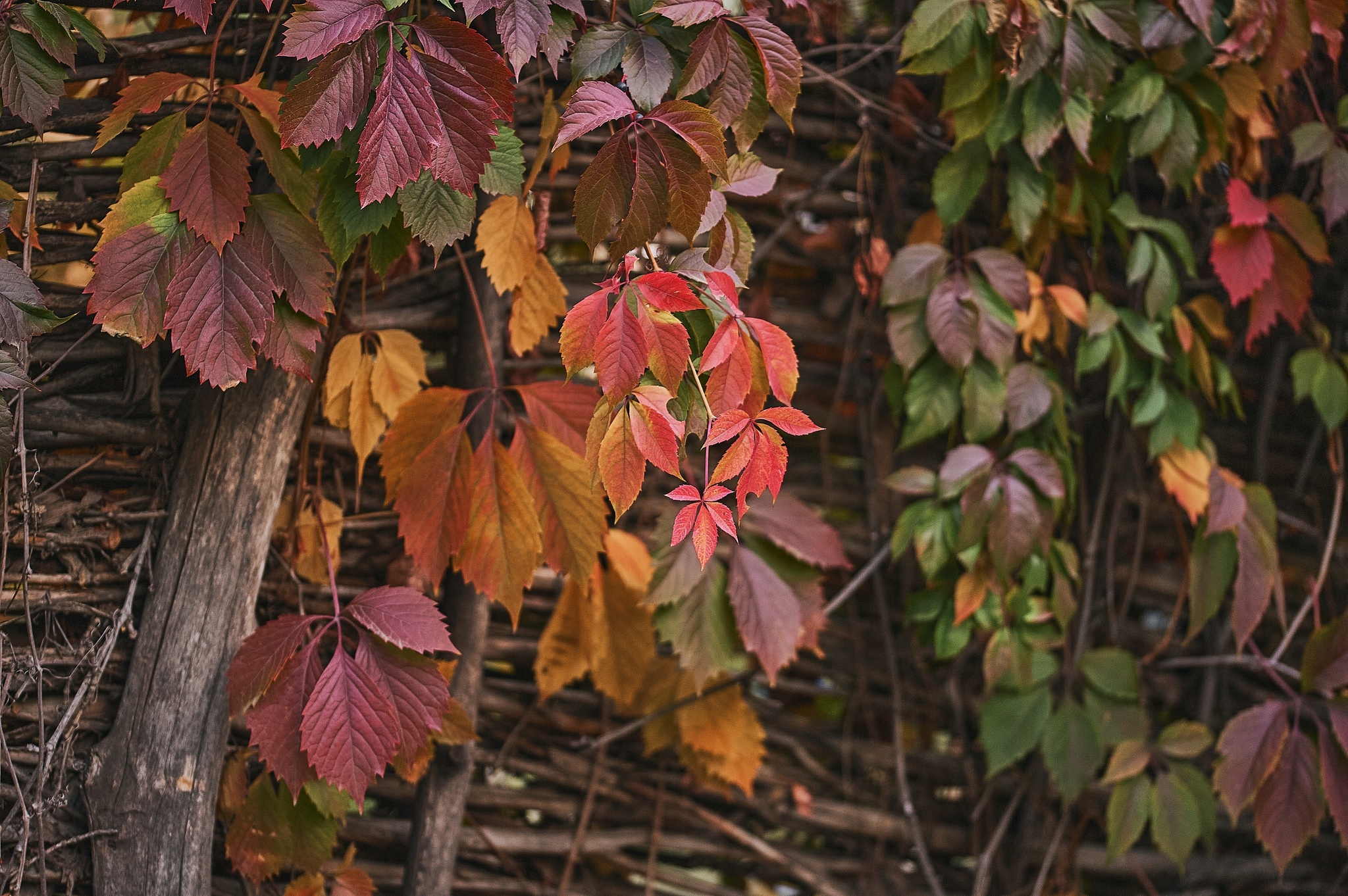 Autumn colors in detail - My, Nikon, The photo, Kazakhstan, Aksai, Autumn, Paints, Longpost