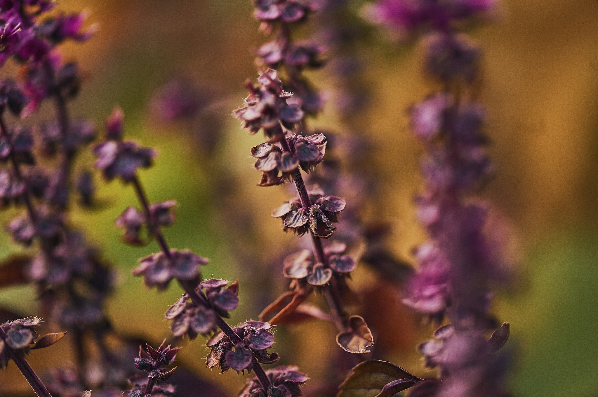 Autumn colors in detail - My, Nikon, The photo, Kazakhstan, Aksai, Autumn, Paints, Longpost