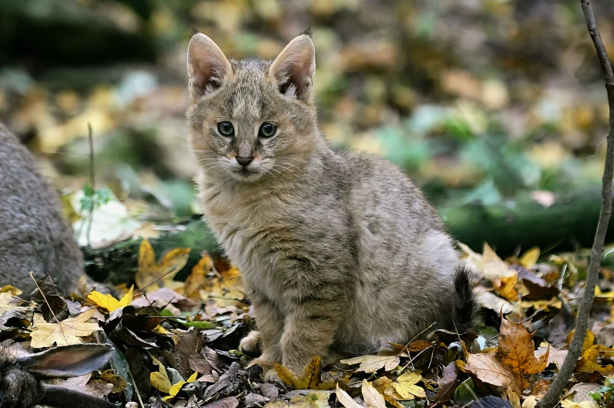 Камышовый кот: 7 особенностей болотной рыси | Пикабу