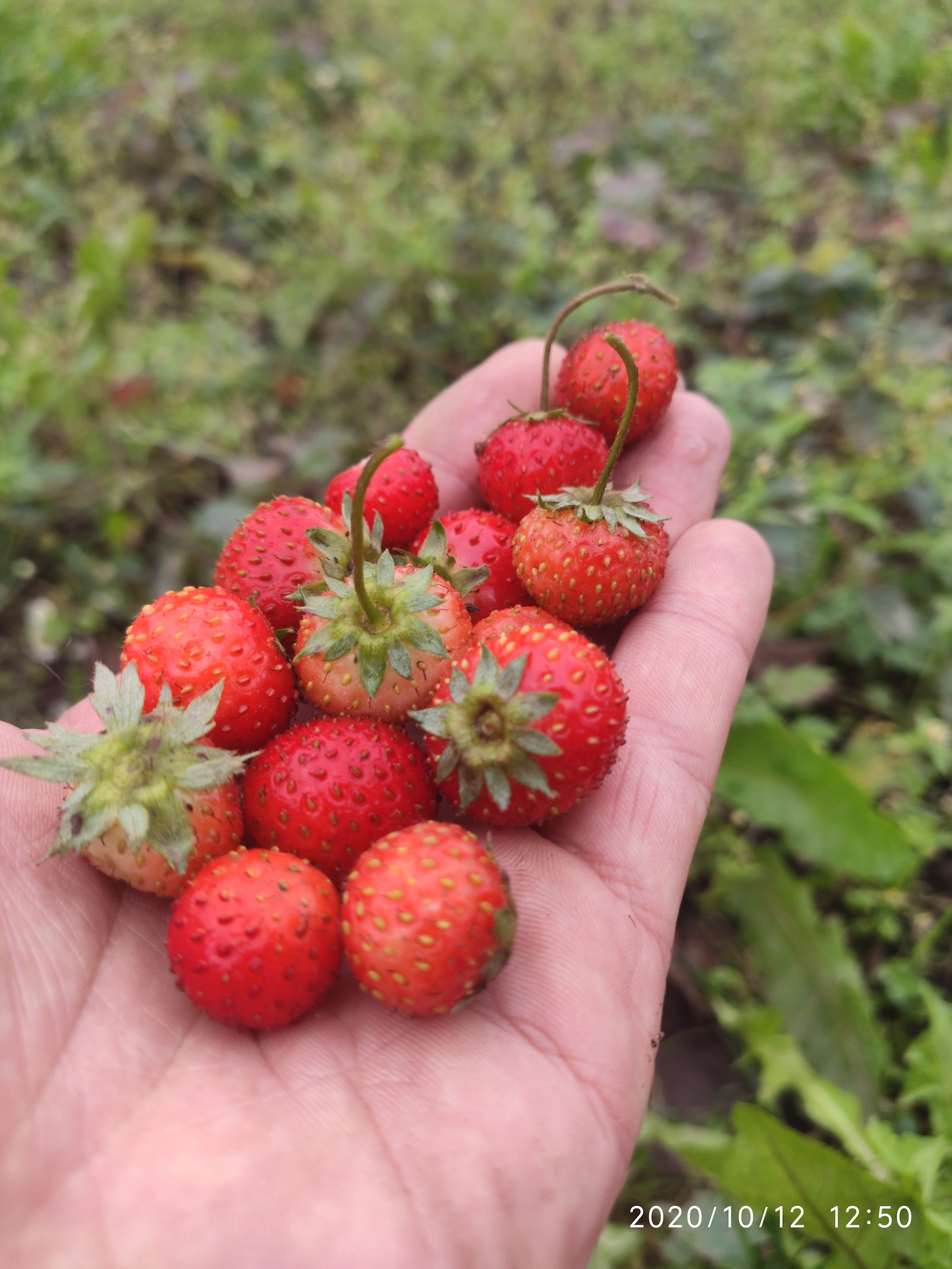 October outside the window, rain, fog - My, October, Raspberries, Strawberry (plant), Longpost, Berries