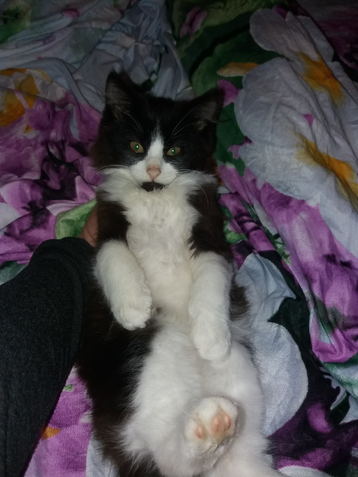 The owners do not need the kitten; they urgently need a home! - My, Kittens, cat, In good hands, Saint Petersburg, Leningrad region, Pets, Homeless animals, Help, Pet, Animals, Longpost, No rating, Animal Rescue