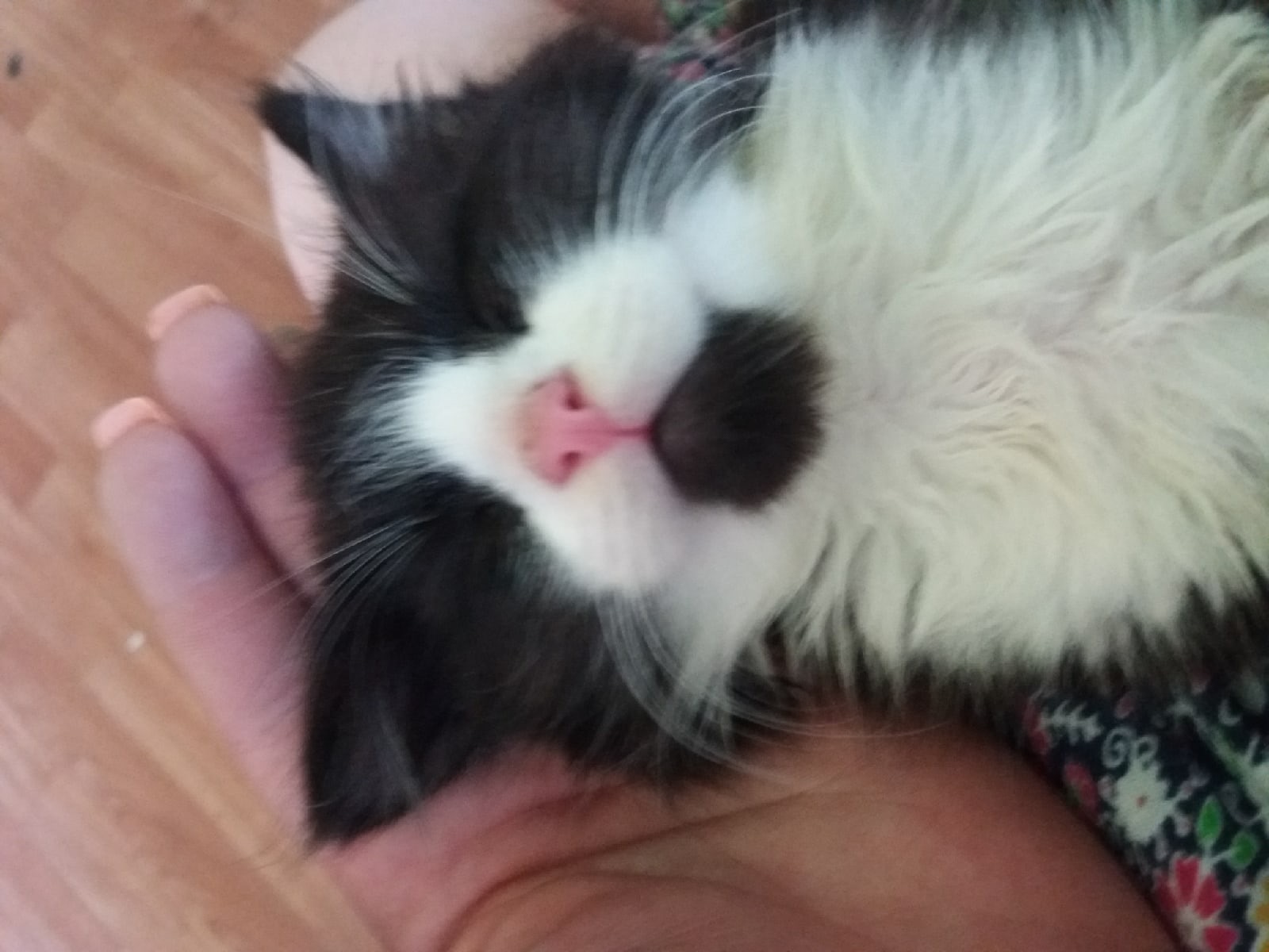 The owners do not need the kitten; they urgently need a home! - My, Kittens, cat, In good hands, Saint Petersburg, Leningrad region, Pets, Homeless animals, Help, Pet, Animals, Longpost, No rating, Animal Rescue