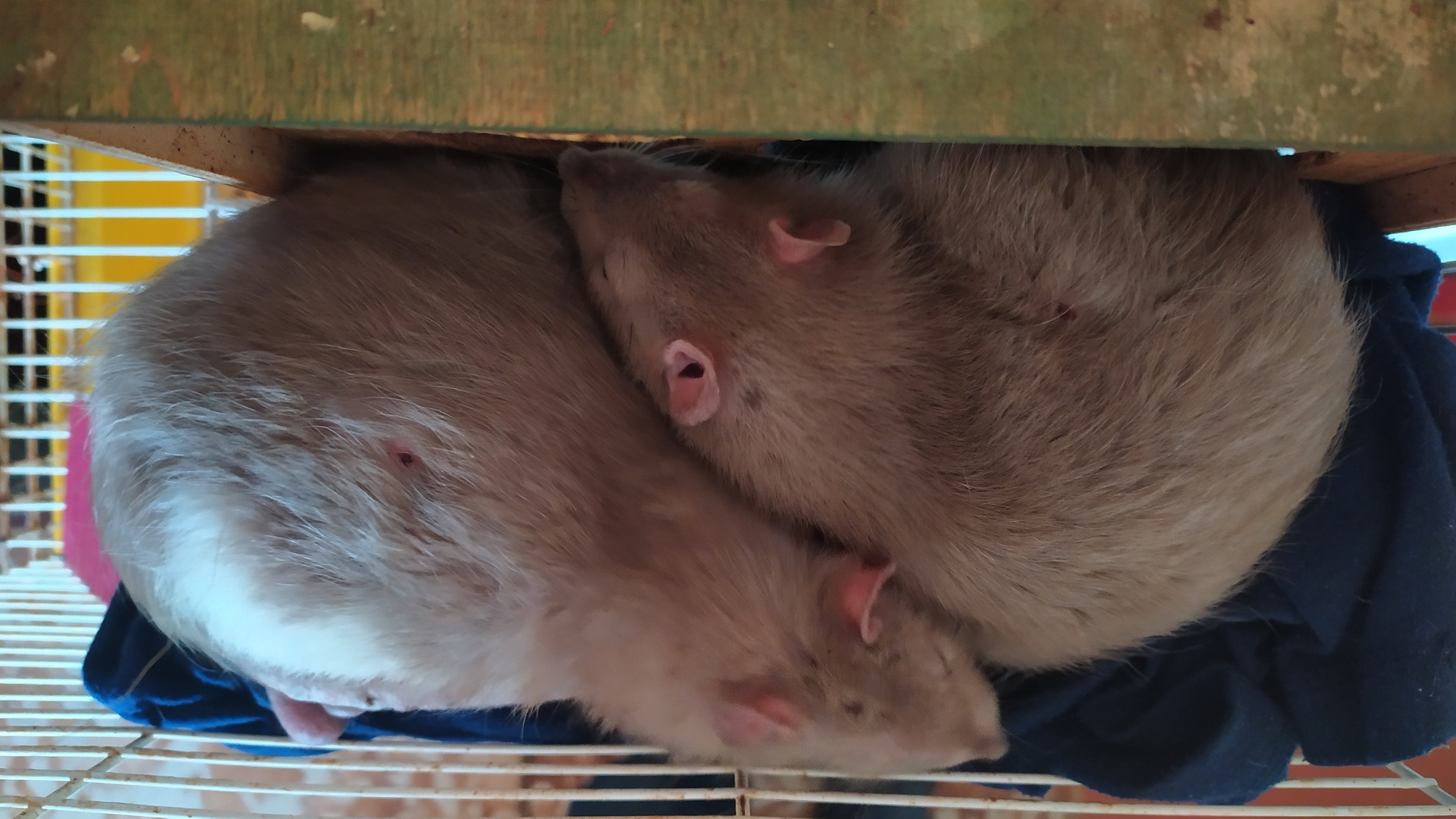 Rat everyday life #11 - My, Rat, Decorative rats, Animals, Milota, Longpost