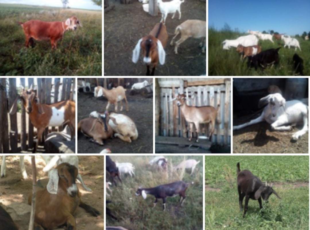 Goats gone missing - Help, Nubian goats, The missing, Longpost