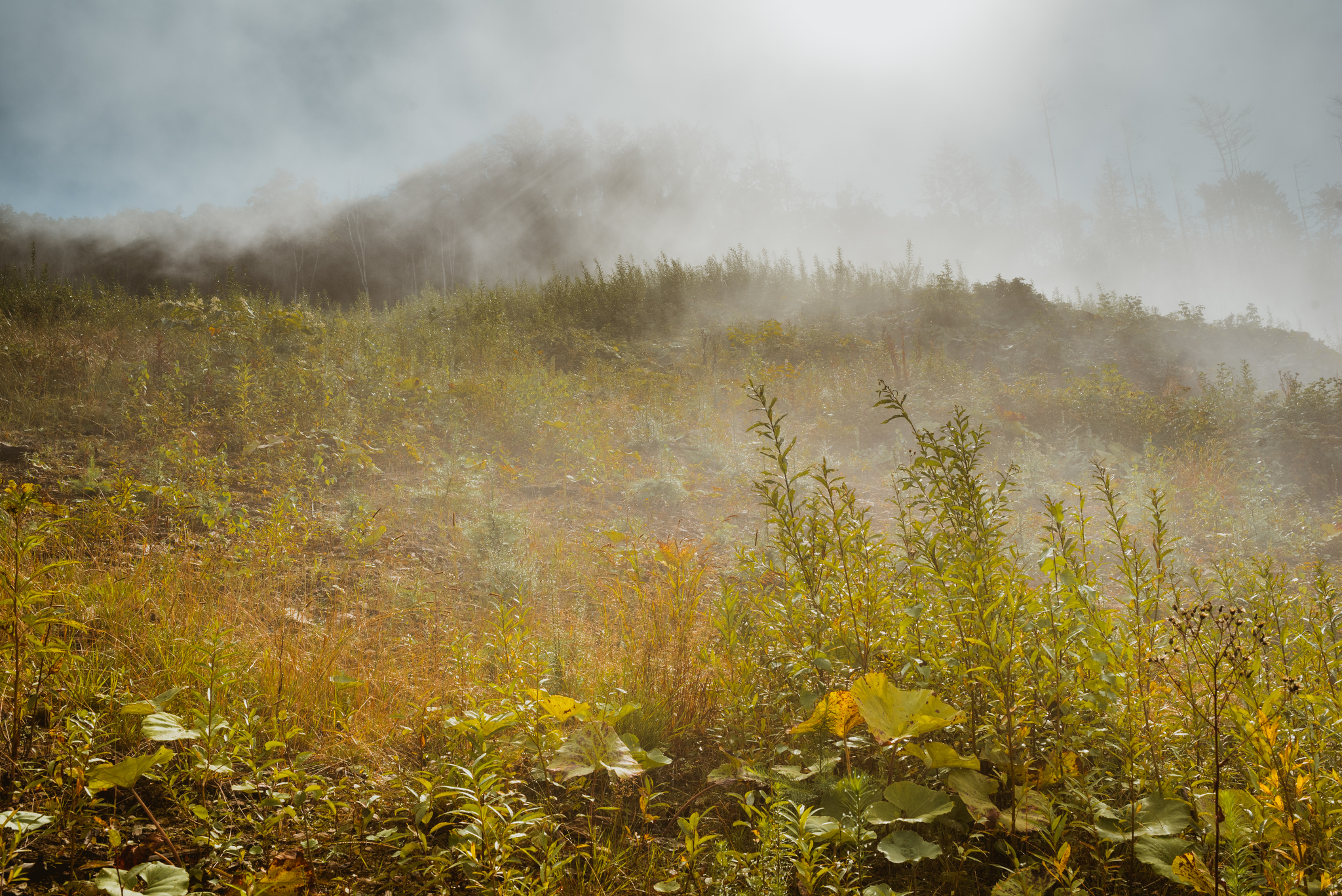 Live - My, Fog, Atmosphere, Nature, Forest, Yuzhno-Sakhalinsk, Mountain air, Morning, The sun, Contemplation, Longpost