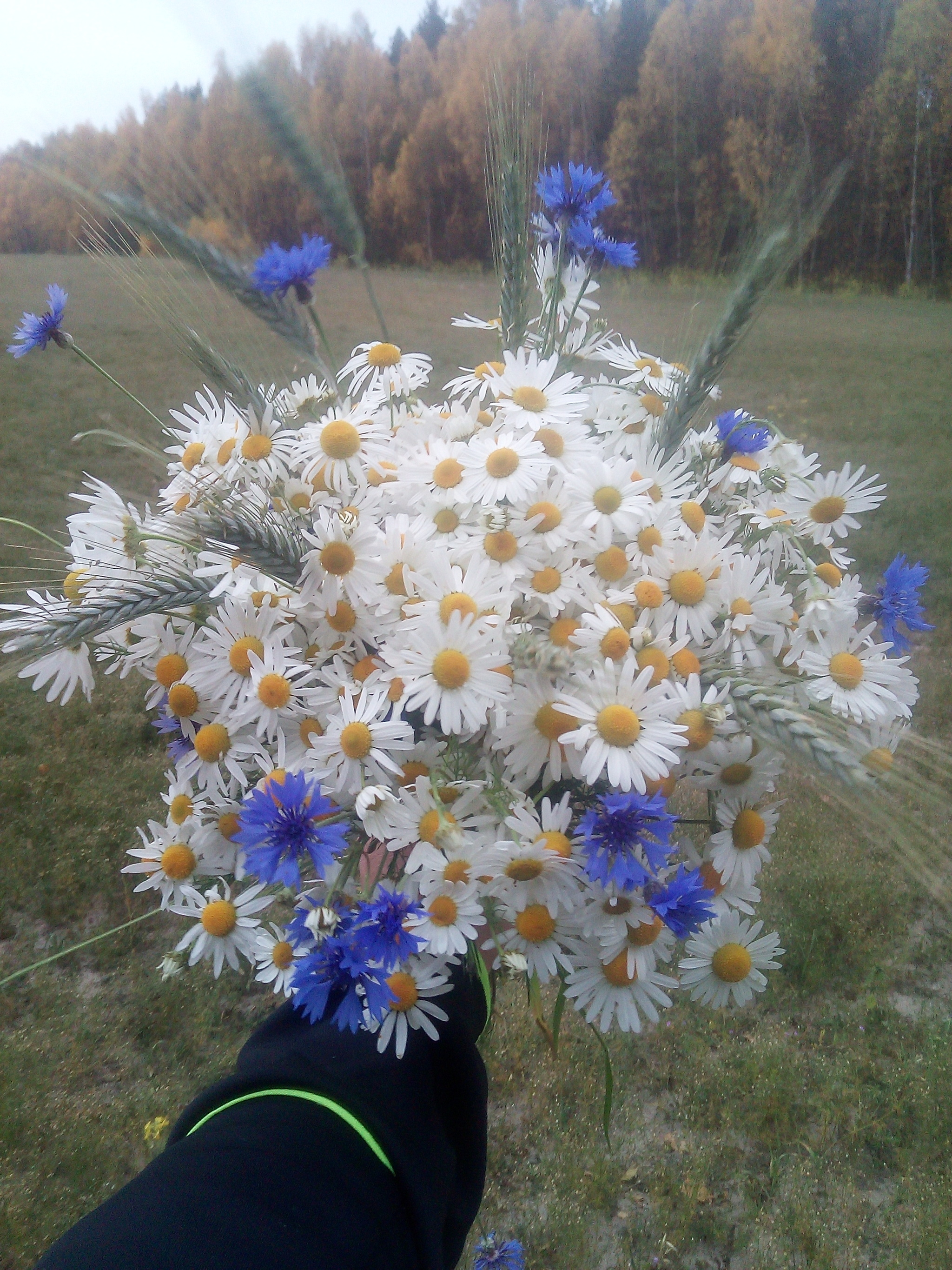 Post about nothing - My, Flowers, Autumn, Positive, Chamomile, Longpost, Vacation