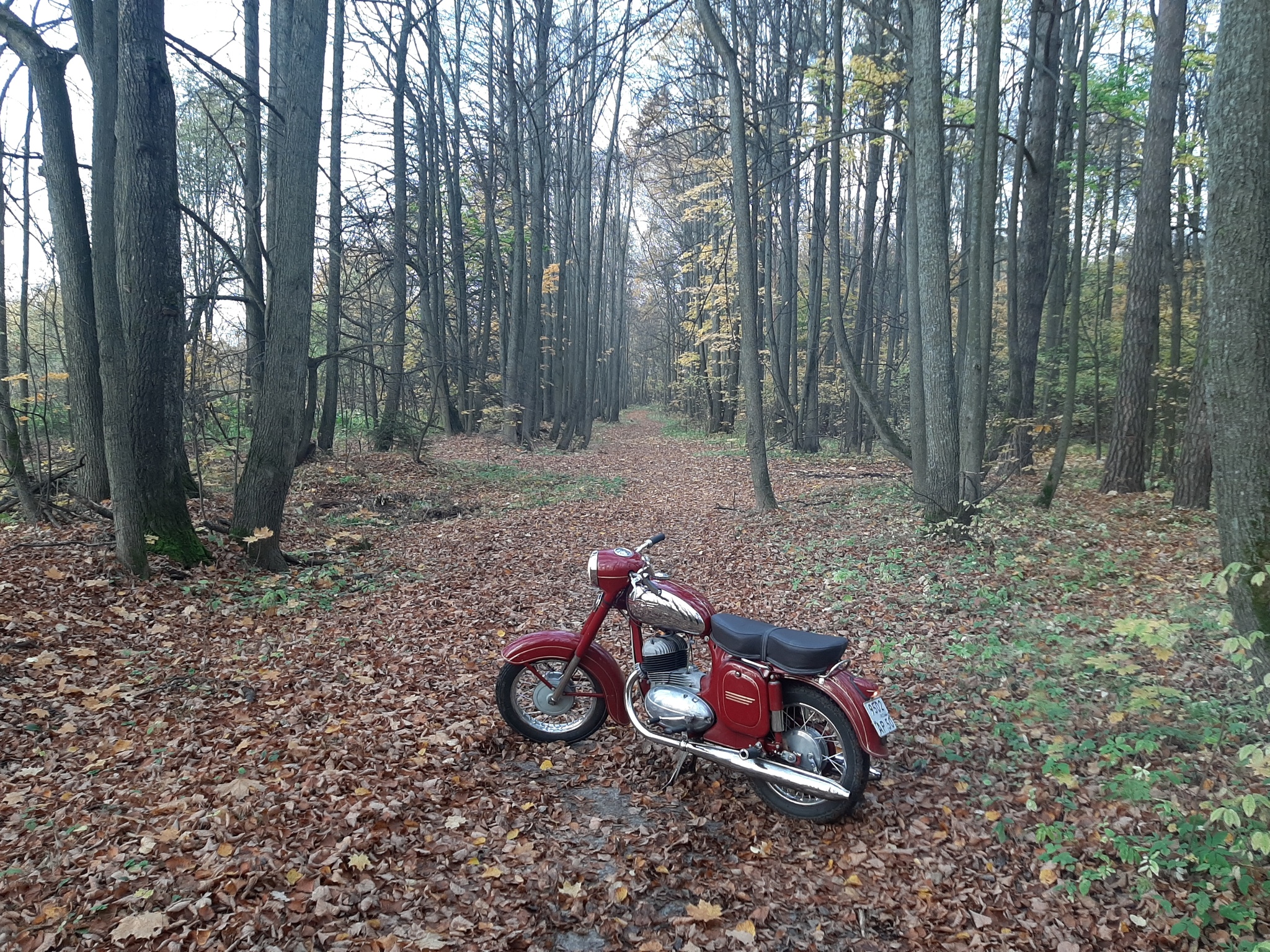 Autumn in the park! - My, Java, Autumn, The park, The photo, Longpost, Moto