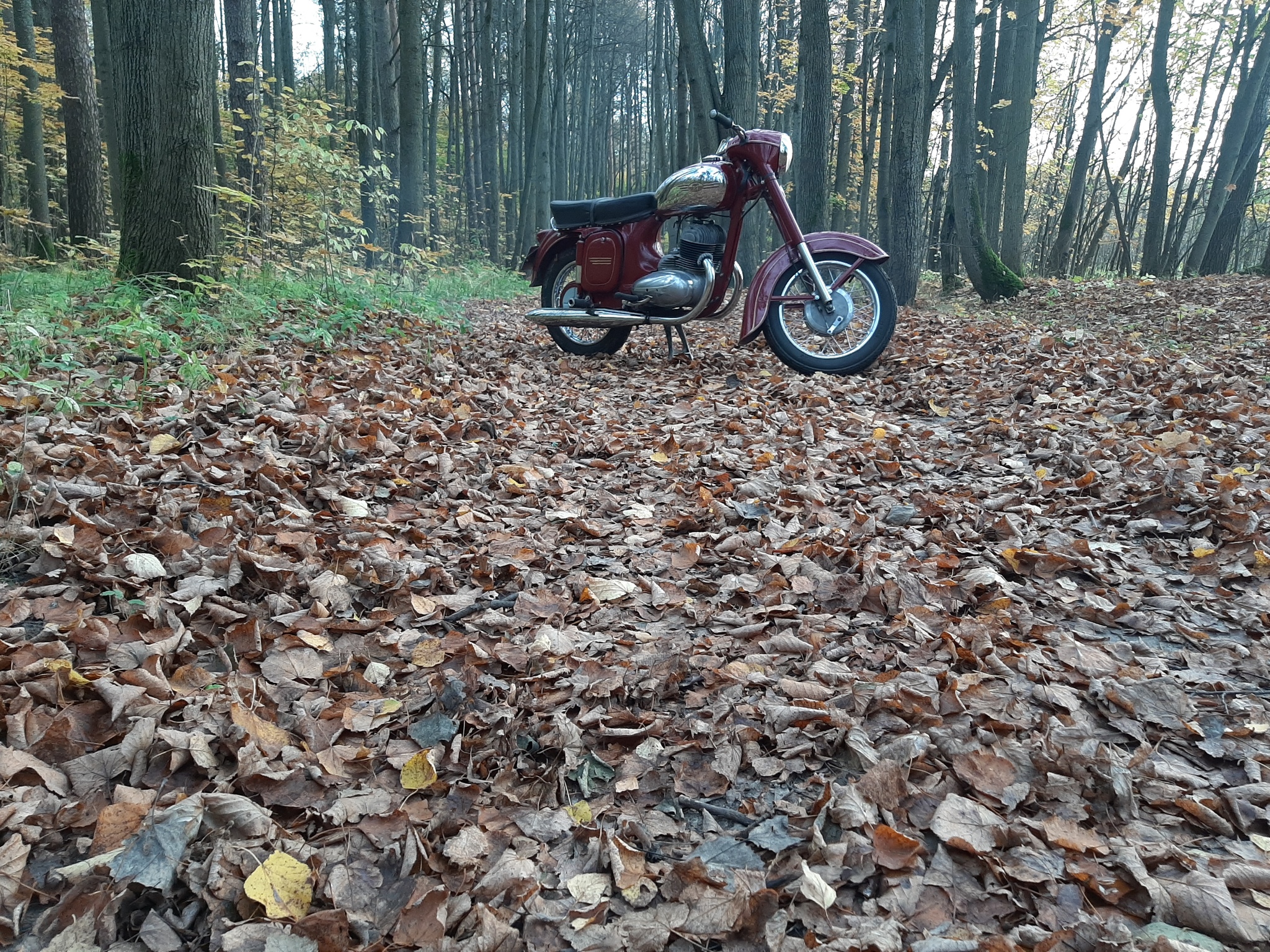 Autumn in the park! - My, Java, Autumn, The park, The photo, Longpost, Moto