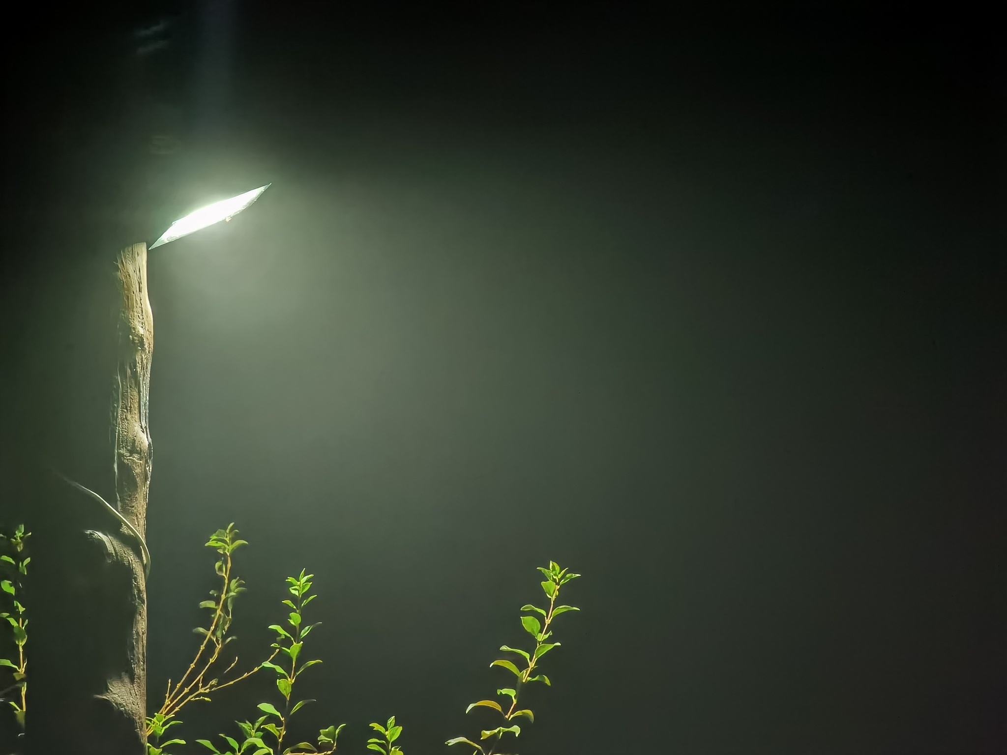 Fog - My, The photo, Night, Light, Pillar, Lamp