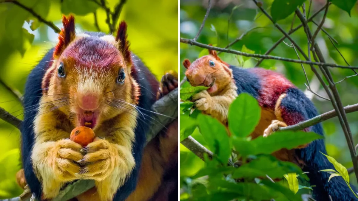 Giant Squirrel: This is not our little thing from the park! A rodent the size of a cat has surpassed all its relatives in size - Animals, Yandex Zen, Longpost, India, Squirrel, Indian Giant Squirrel