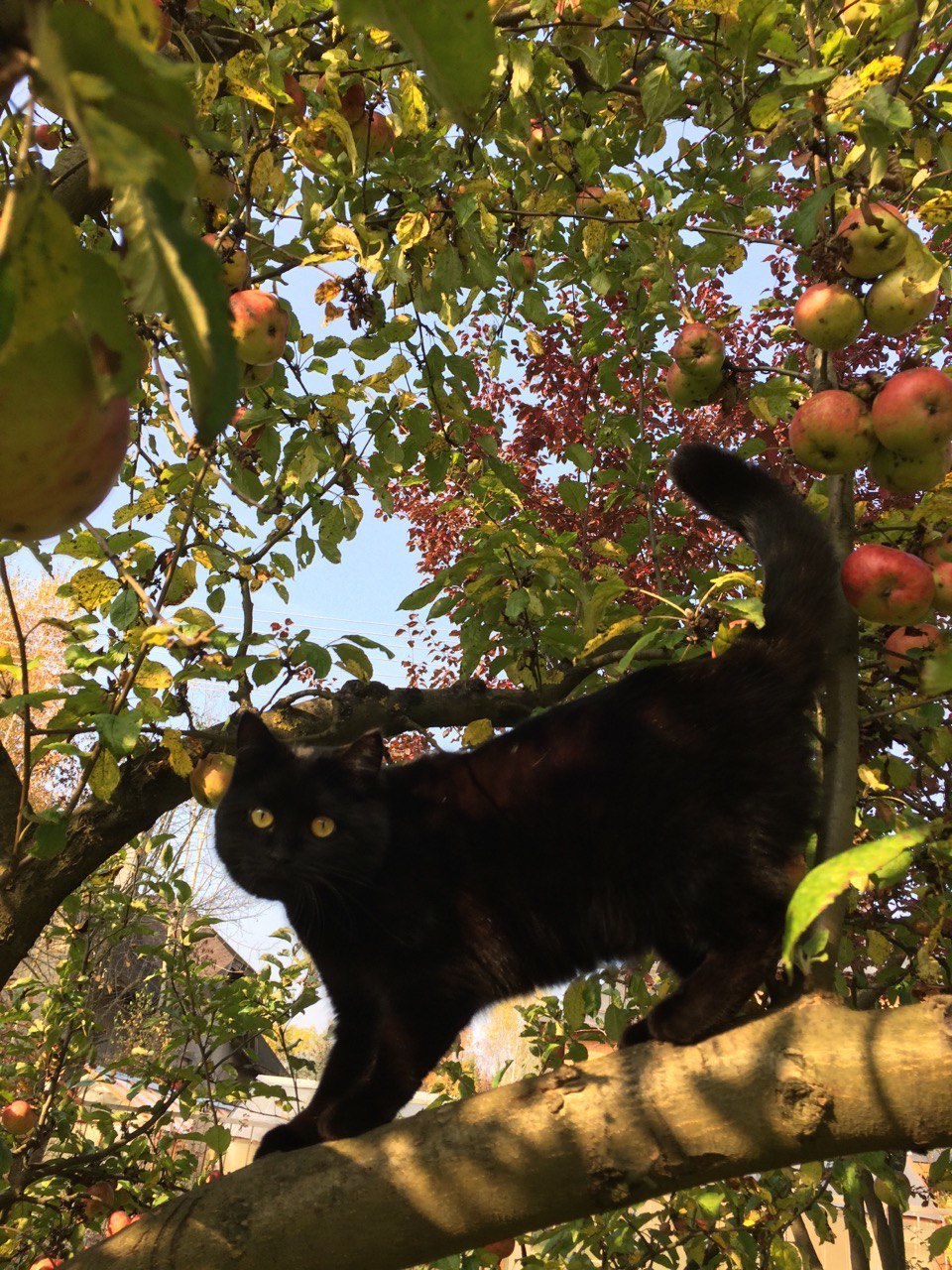 Miu - Lady of Apples - My, cat, Apples, Harvest, Autumn, Apple tree, Garden, Dacha, Moscow region, Longpost