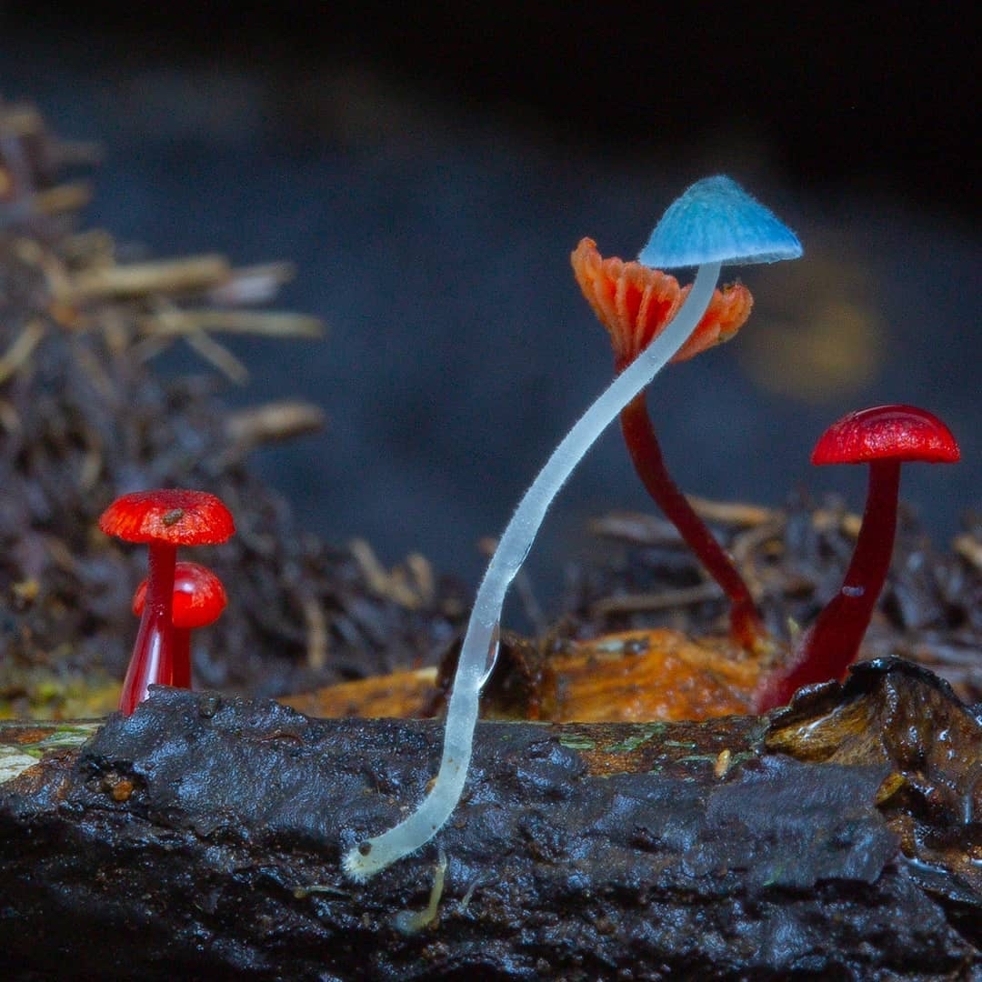 Another selection from the kingdom of mushrooms - Mushrooms, Mycology, Mycelium, Longpost, The photo