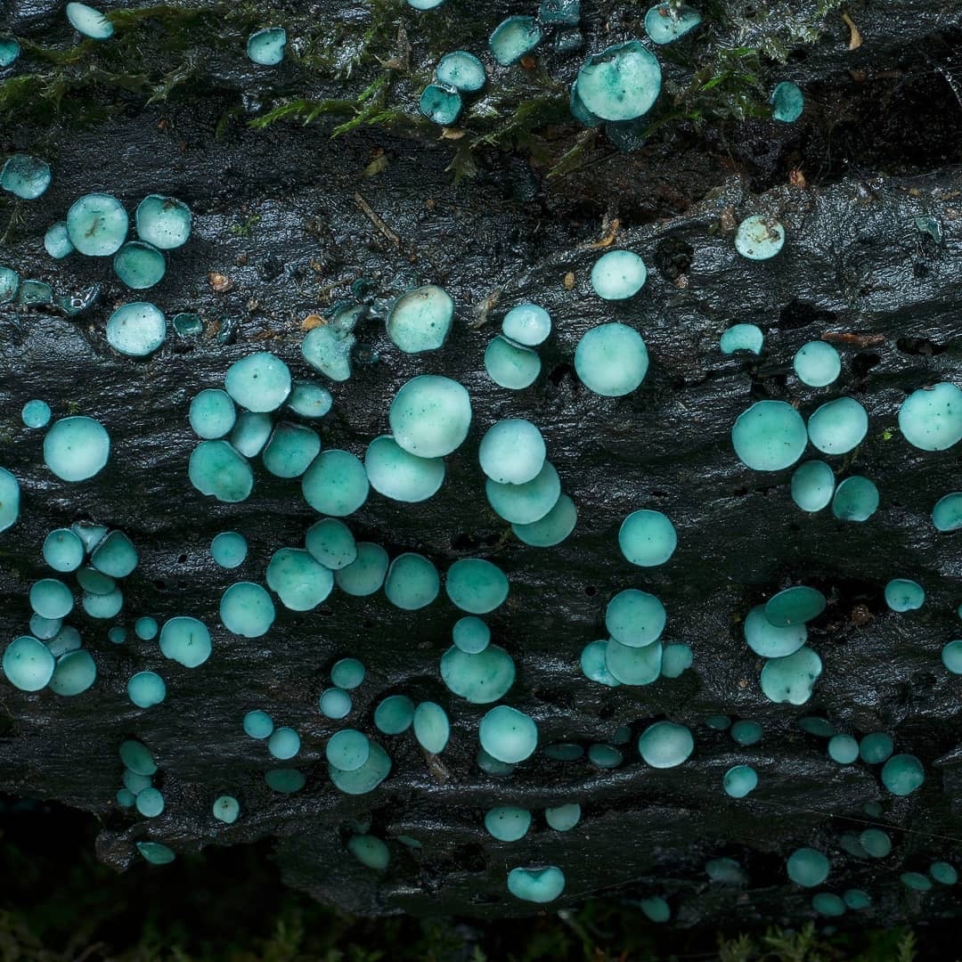 Another selection from the kingdom of mushrooms - Mushrooms, Mycology, Mycelium, Longpost, The photo