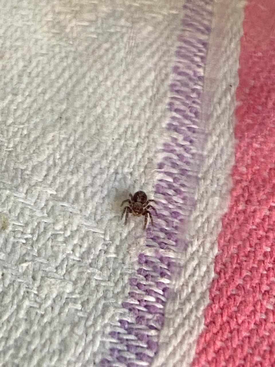 What kind of spider? - My, Spider, Who is this?, Short, Question, Longpost