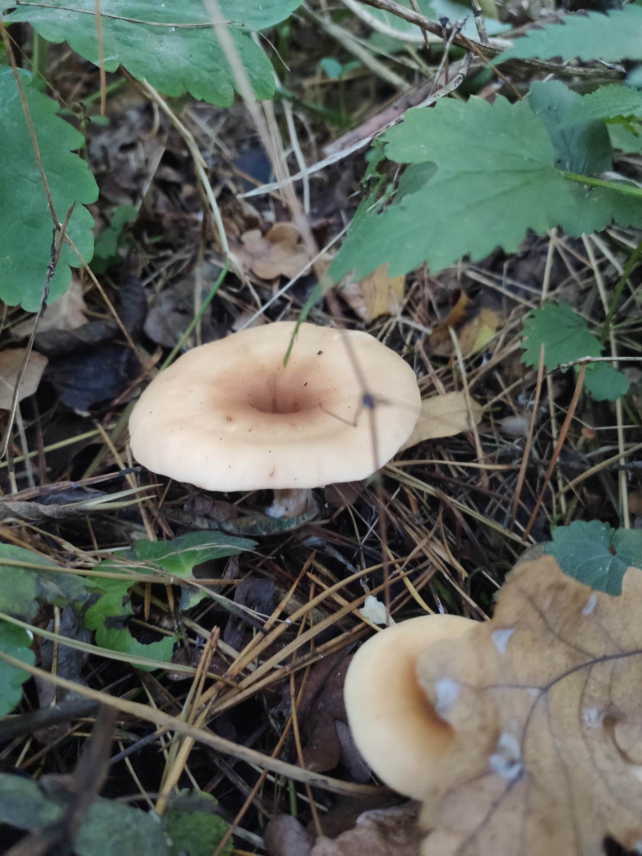 What kind of mushroom is in the photo? - Mushrooms, Forest, Longpost