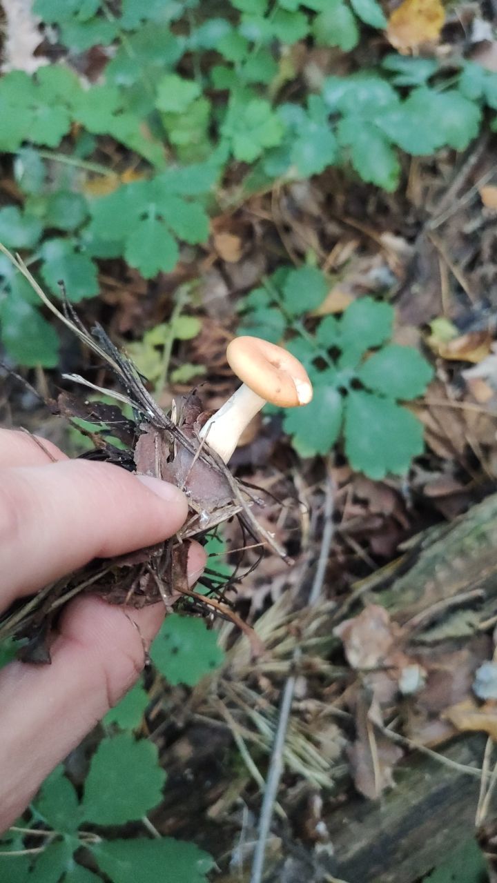 What kind of mushroom is in the photo? - Mushrooms, Forest, Longpost