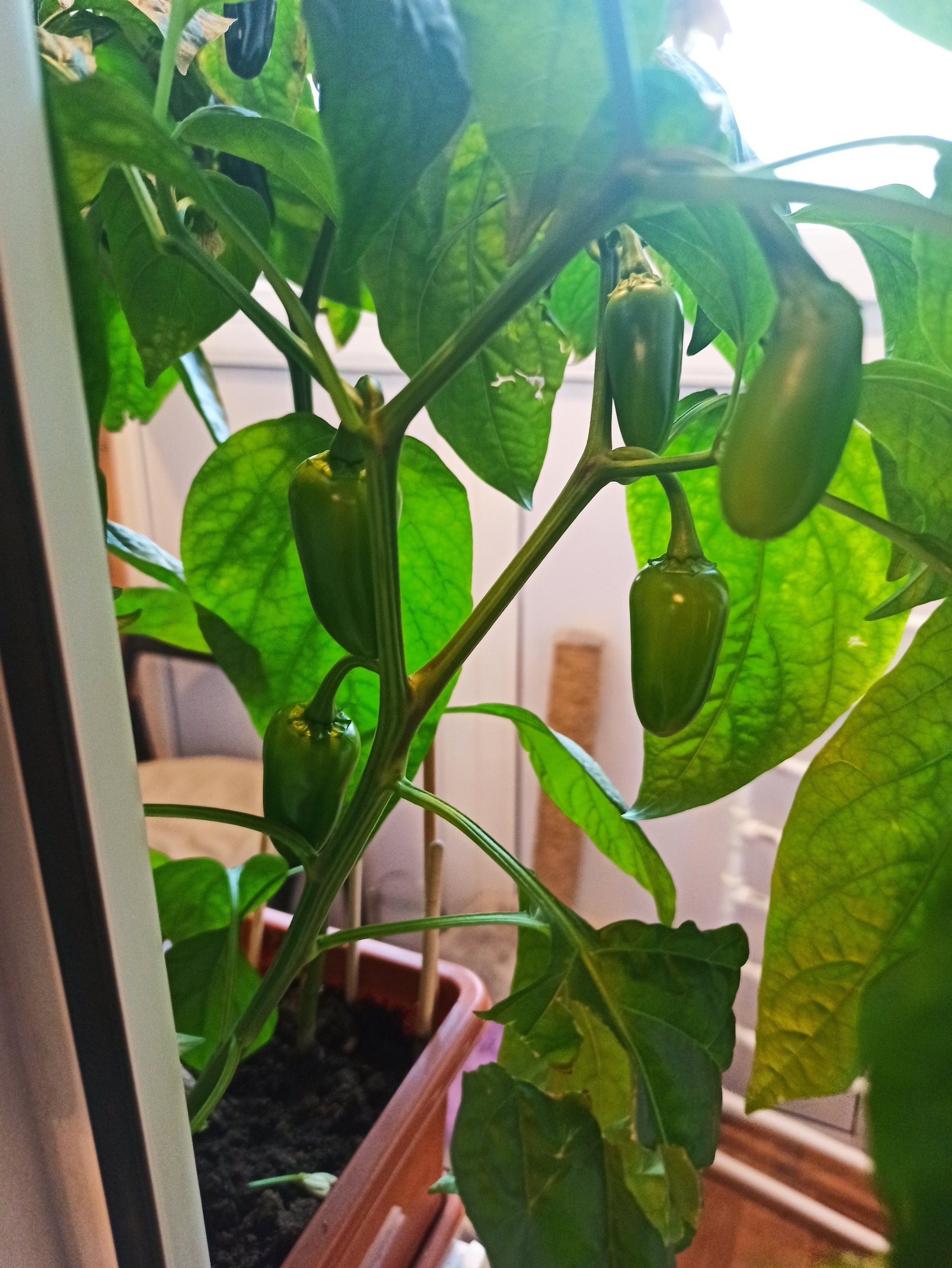 Peppering by trial and error - My, Hot peppers, Vegetable garden on the windowsill, Tincture, Plant growing, Experiment, Longpost