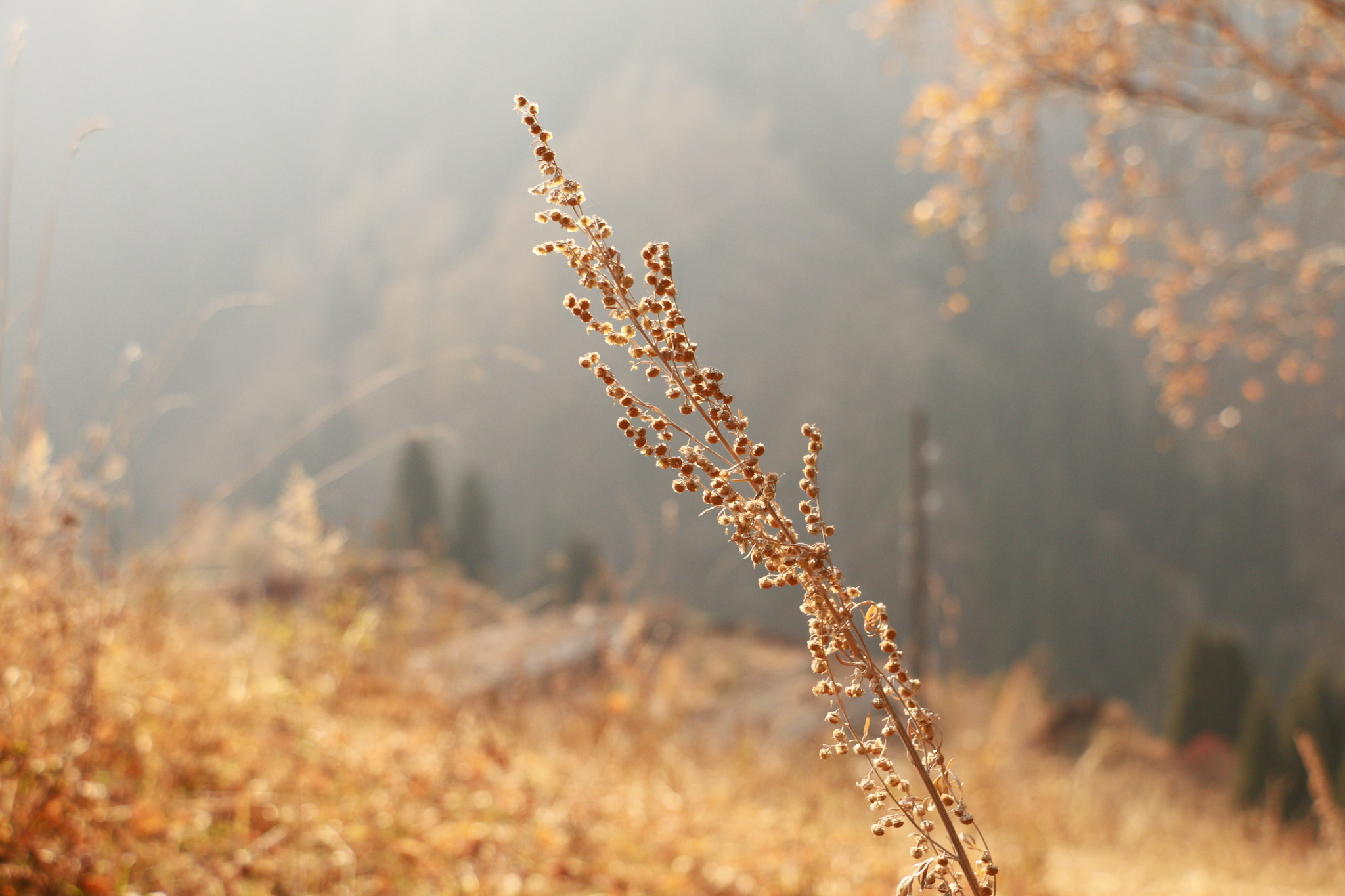 Autumn in the mountains - My, The photo, Autumn, The mountains, Almaty, Longpost