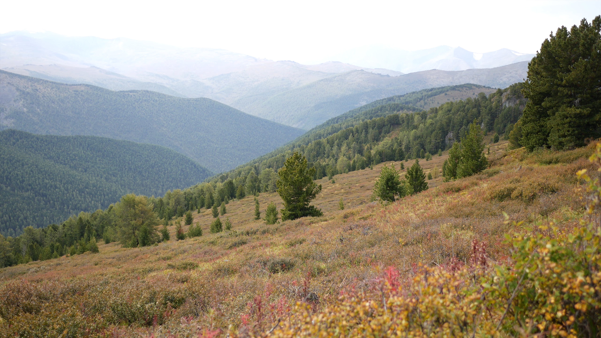 Mountain Altai. Hiking along the Oroktoy trail - My, Mountain Altai, Altai Republic, Tourism, Hike, Hiking, Landscape, Outdoor, Video, Longpost