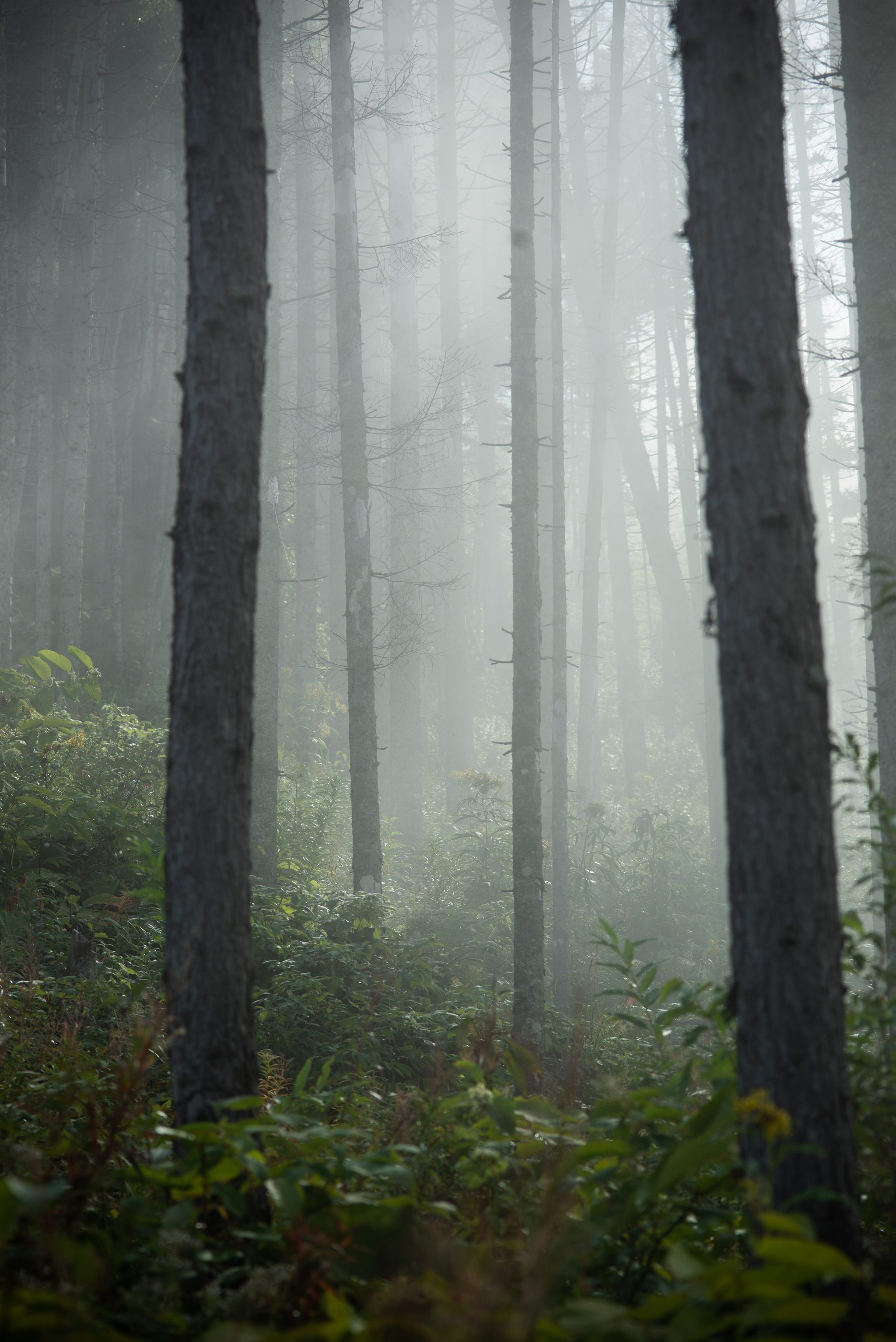 Temple of Silence - My, Fog, Nature, Forest, Yuzhno-Sakhalinsk, Mountain air, The sun, Morning, Space, Silence, Contemplation, Longpost